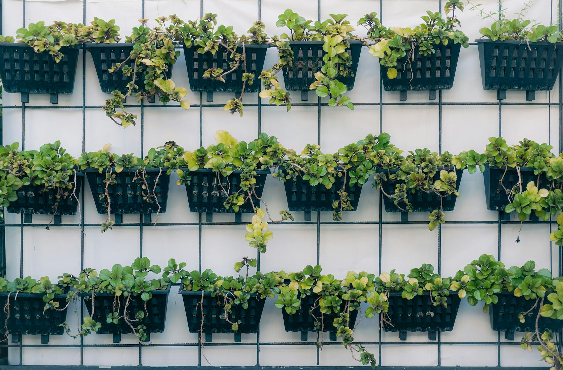 Gabion Walls Garden+plants