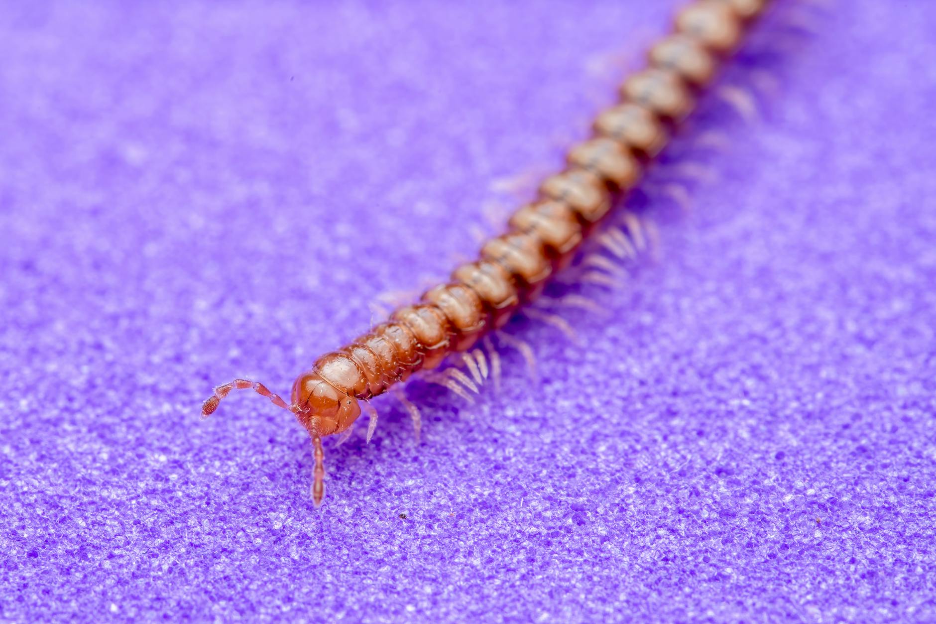Millipede Pest