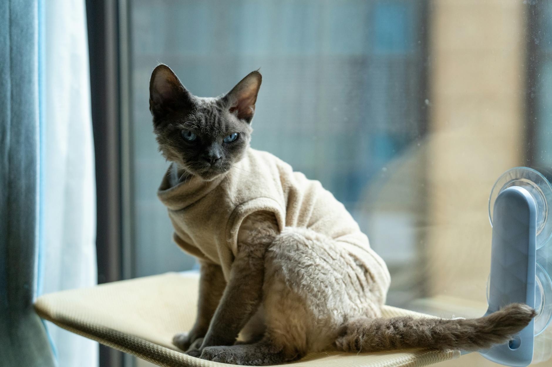 Cornish Rex Cat Breed