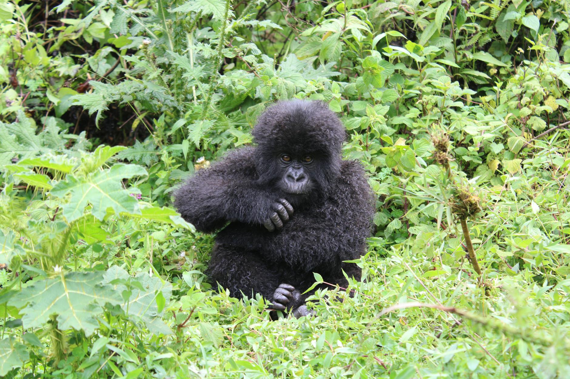 Mountain Gorillas