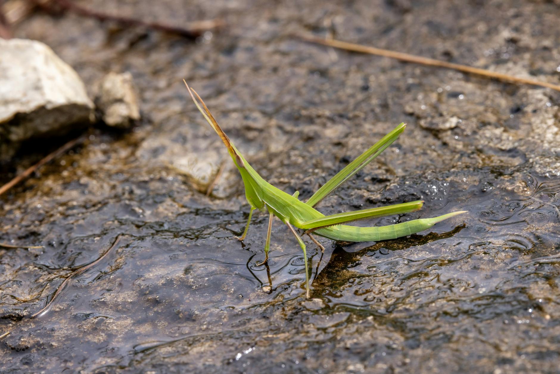 Insects In Damp Areas