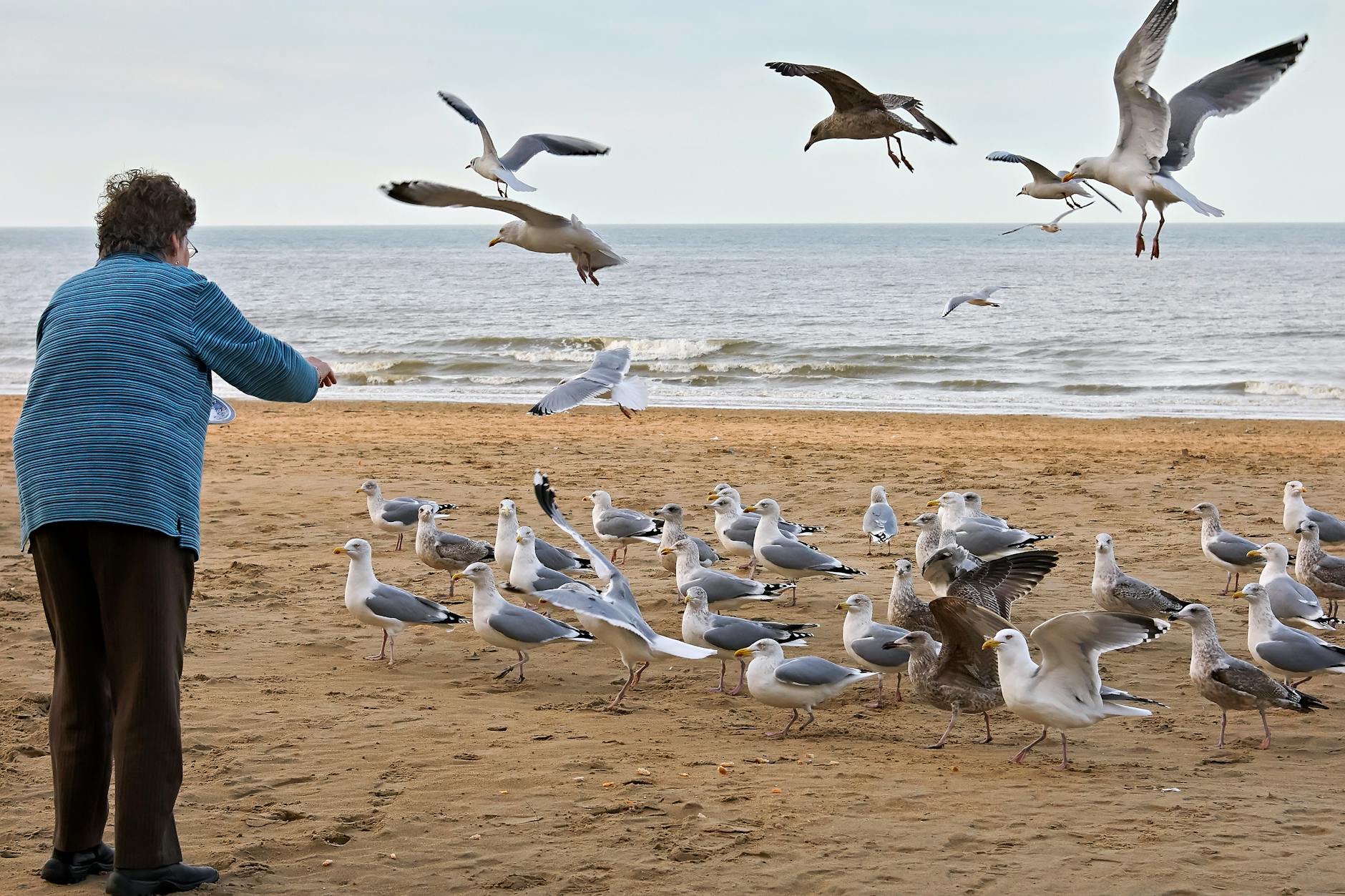 Seagull Feeding Beach