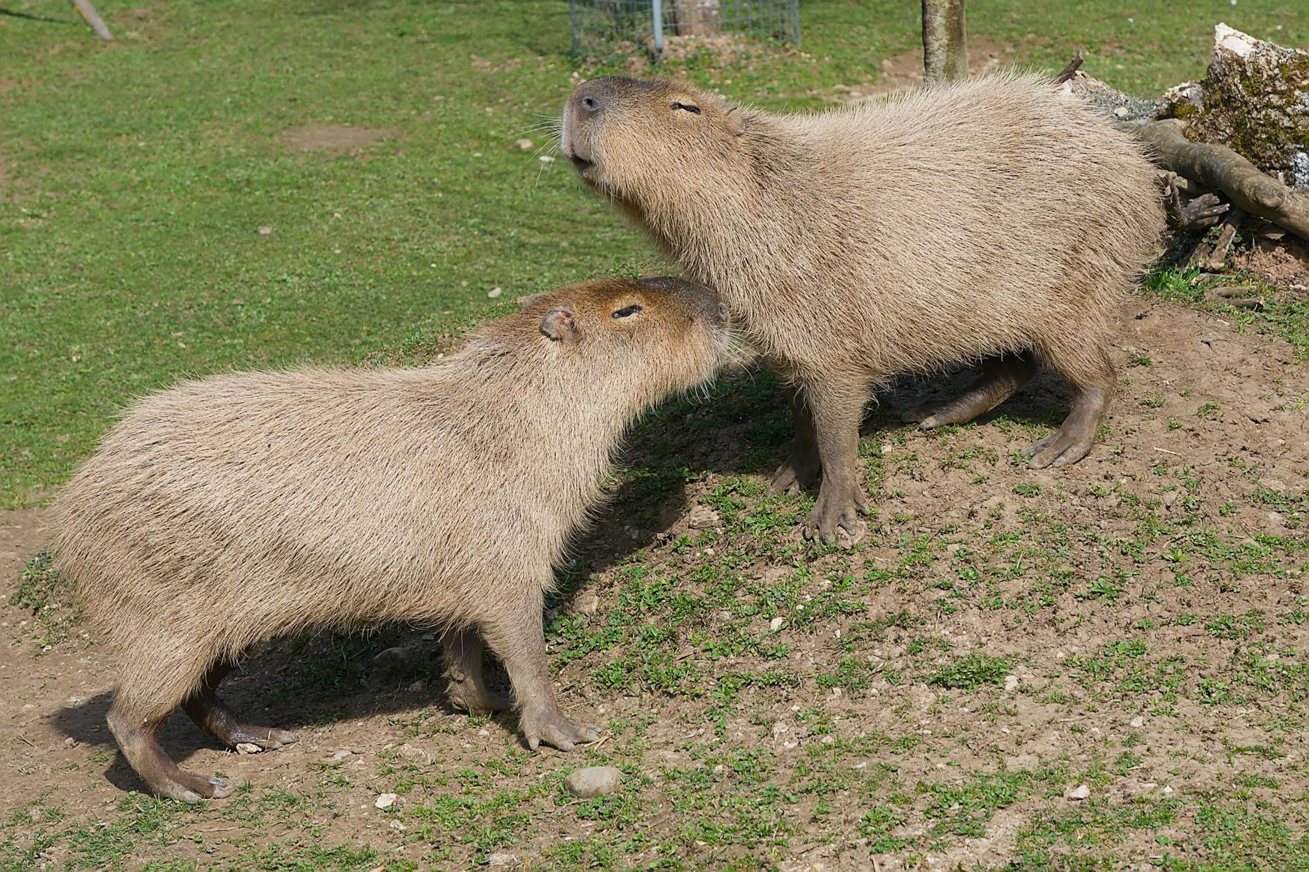 Capybara Animals