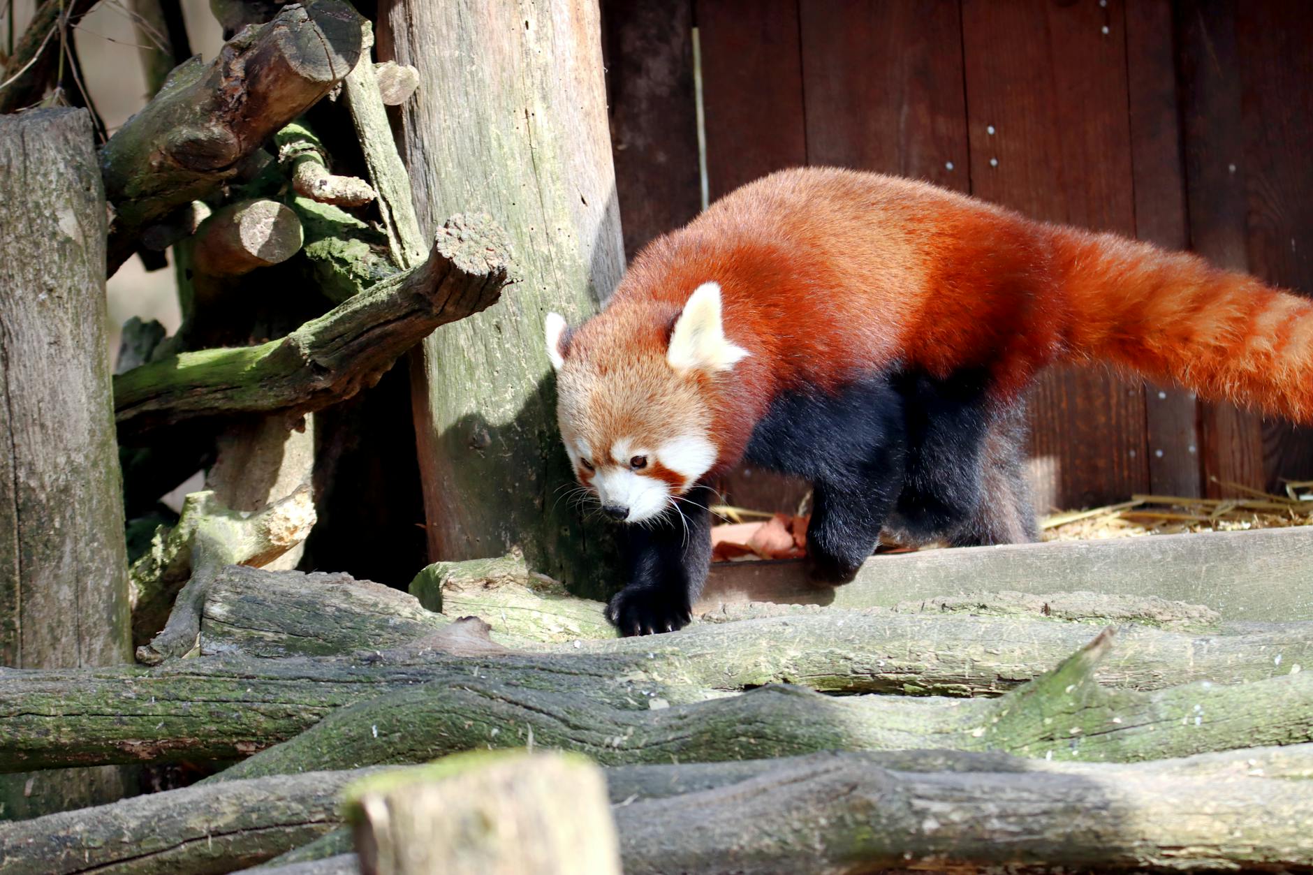 Red Panda Animals