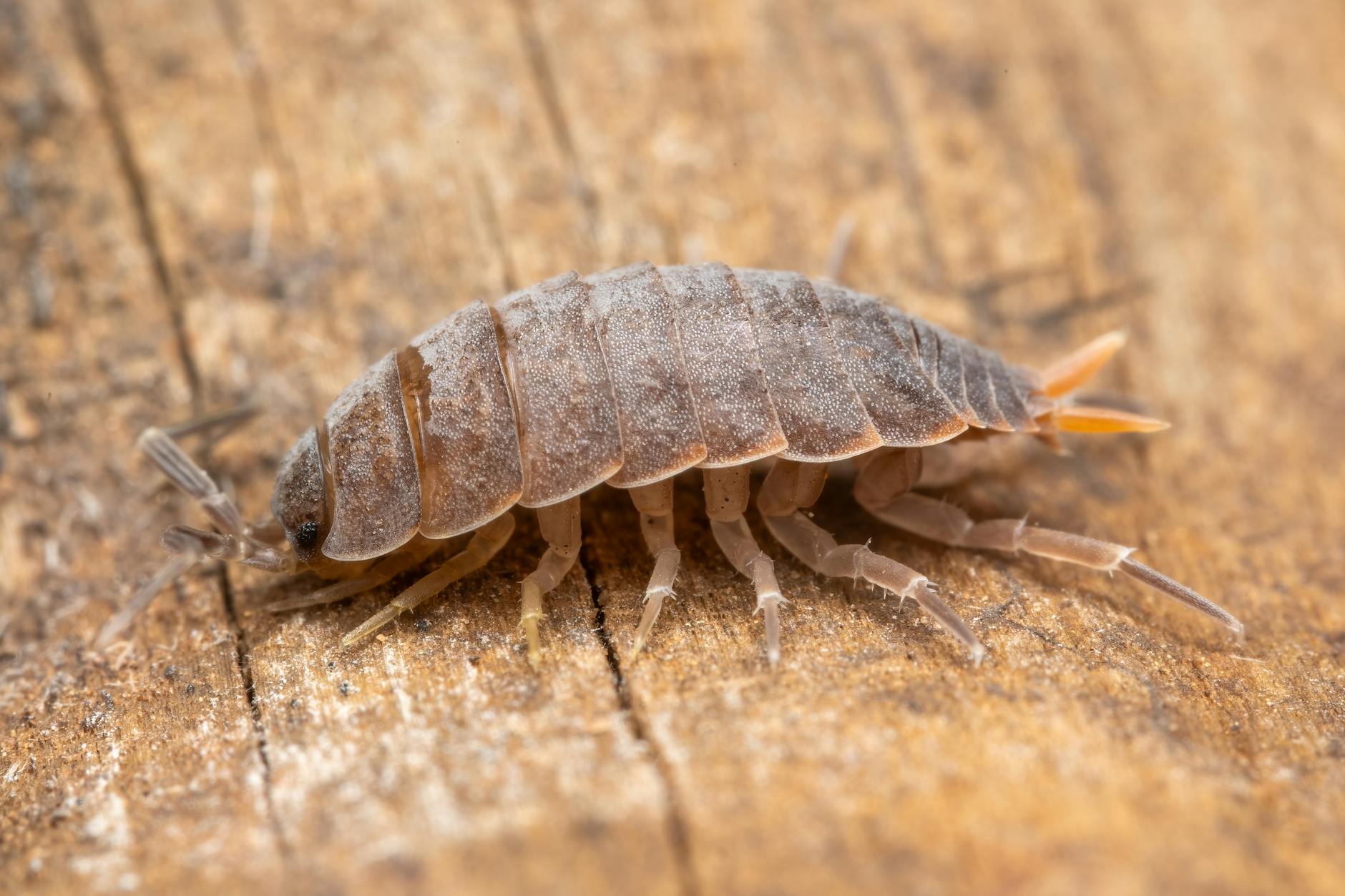 Giant Isopod Animal