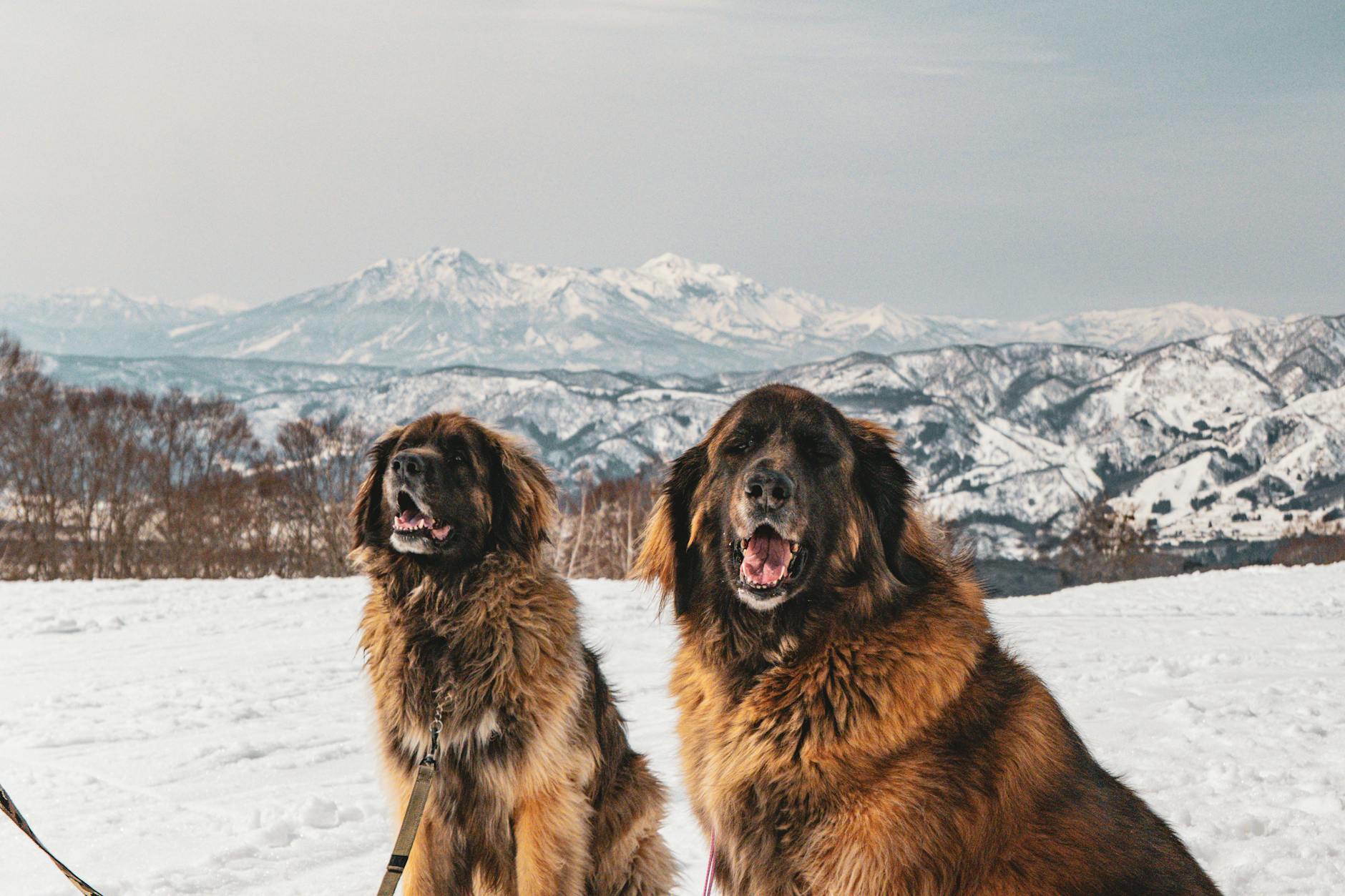 Leonberger Dog Breed