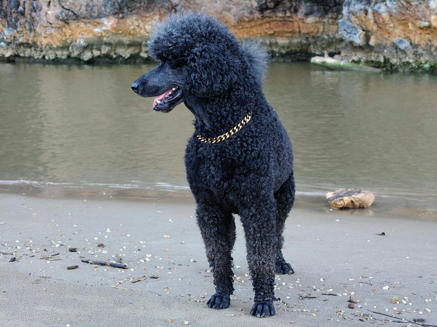 Poodle Dog