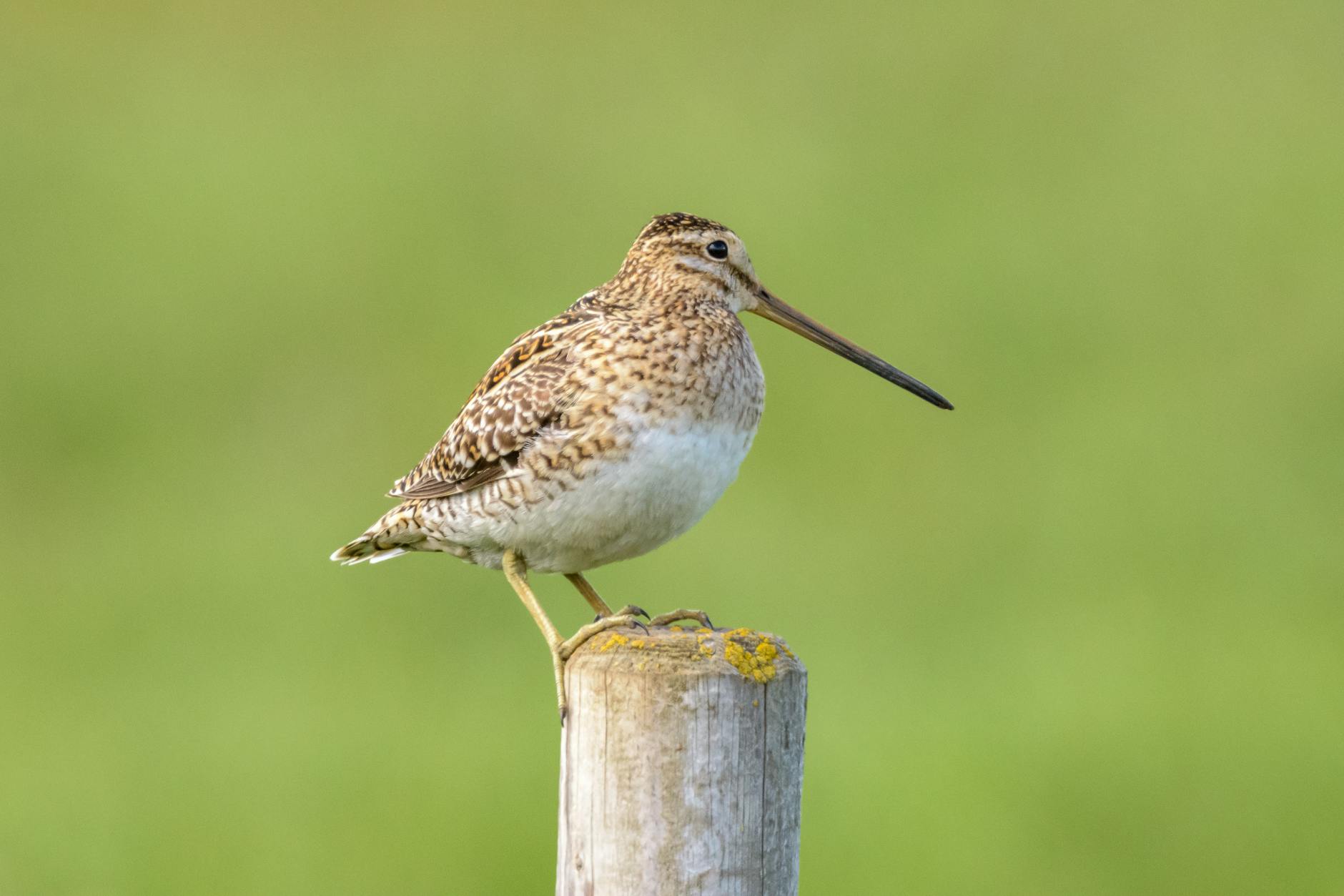 Common Snipe Animal