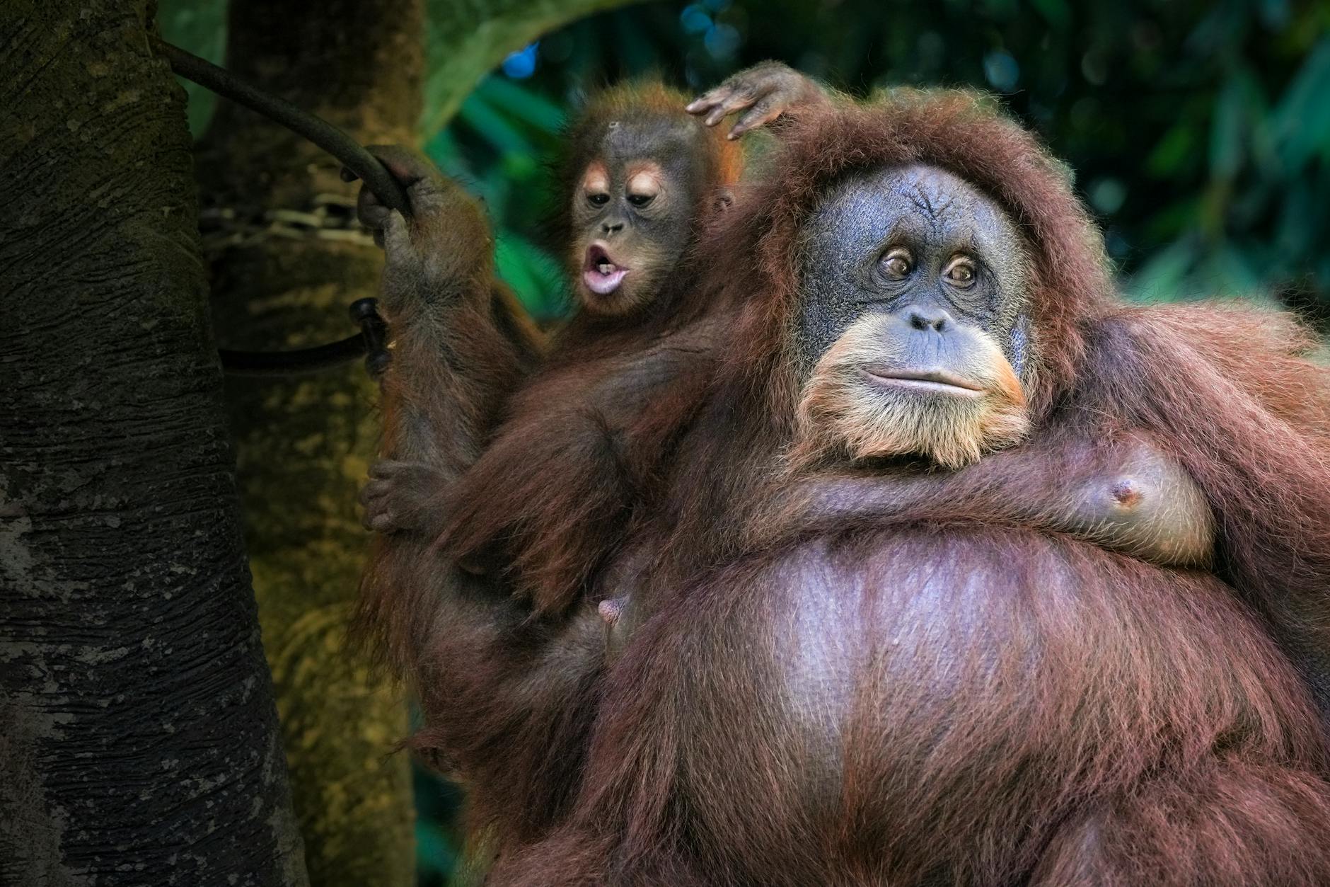 Orangutans