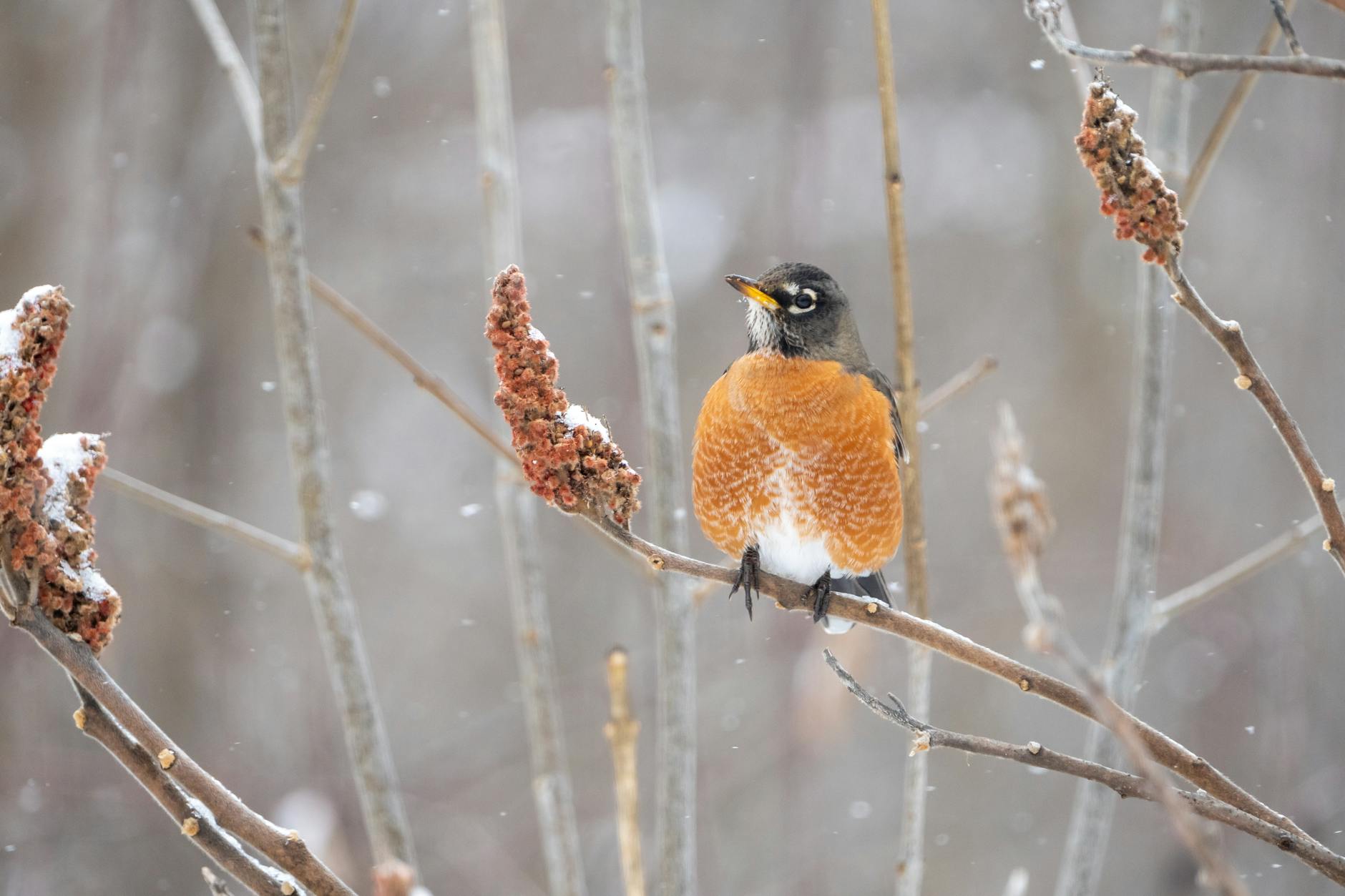 American Robin Birds