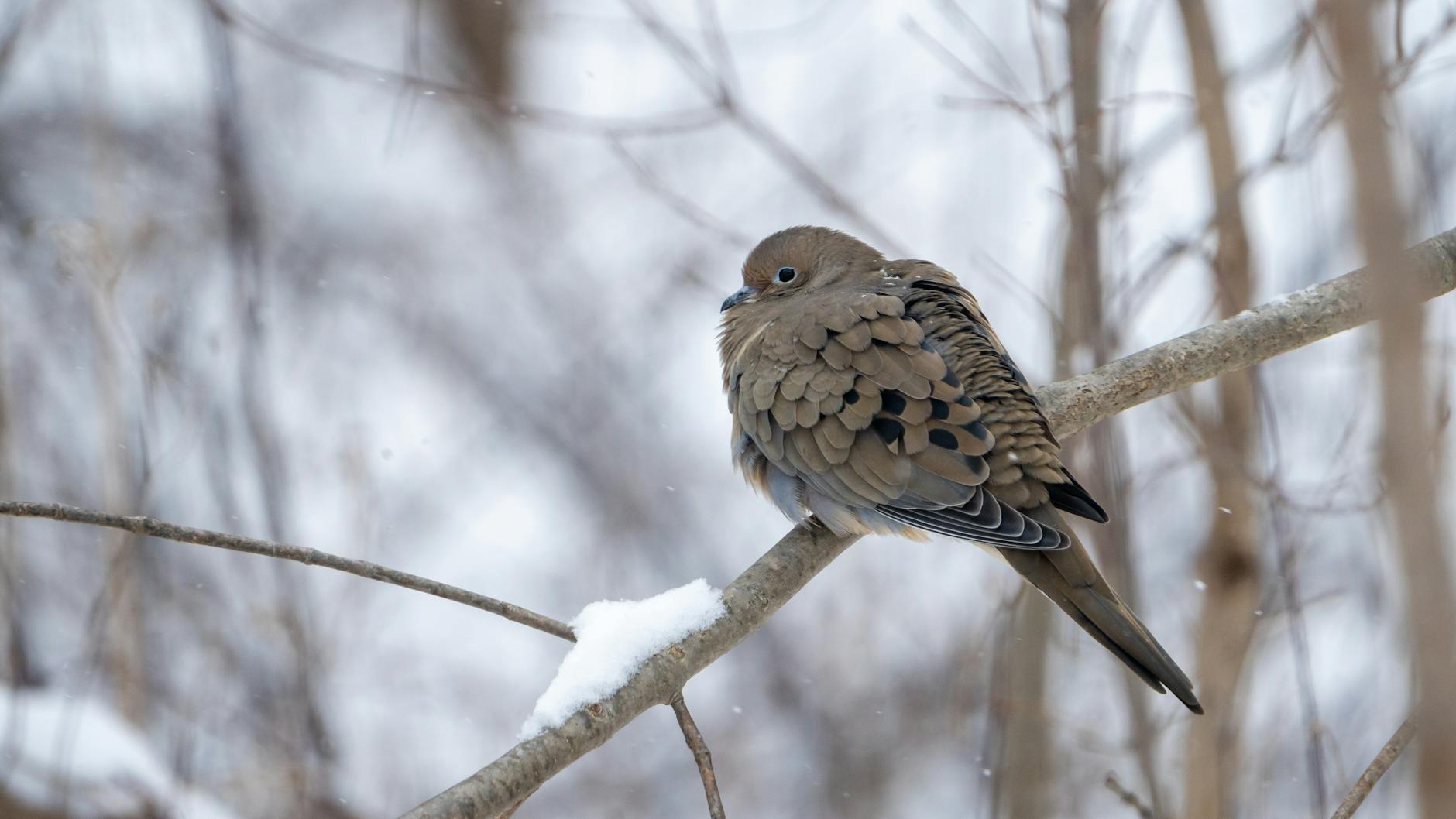 Mourning Dove Bird
