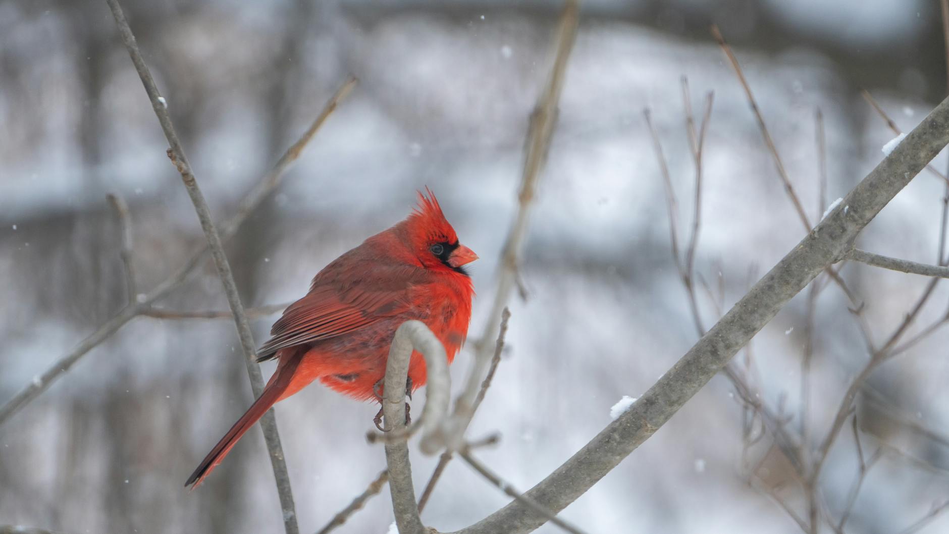 Northern Cardinal Bird