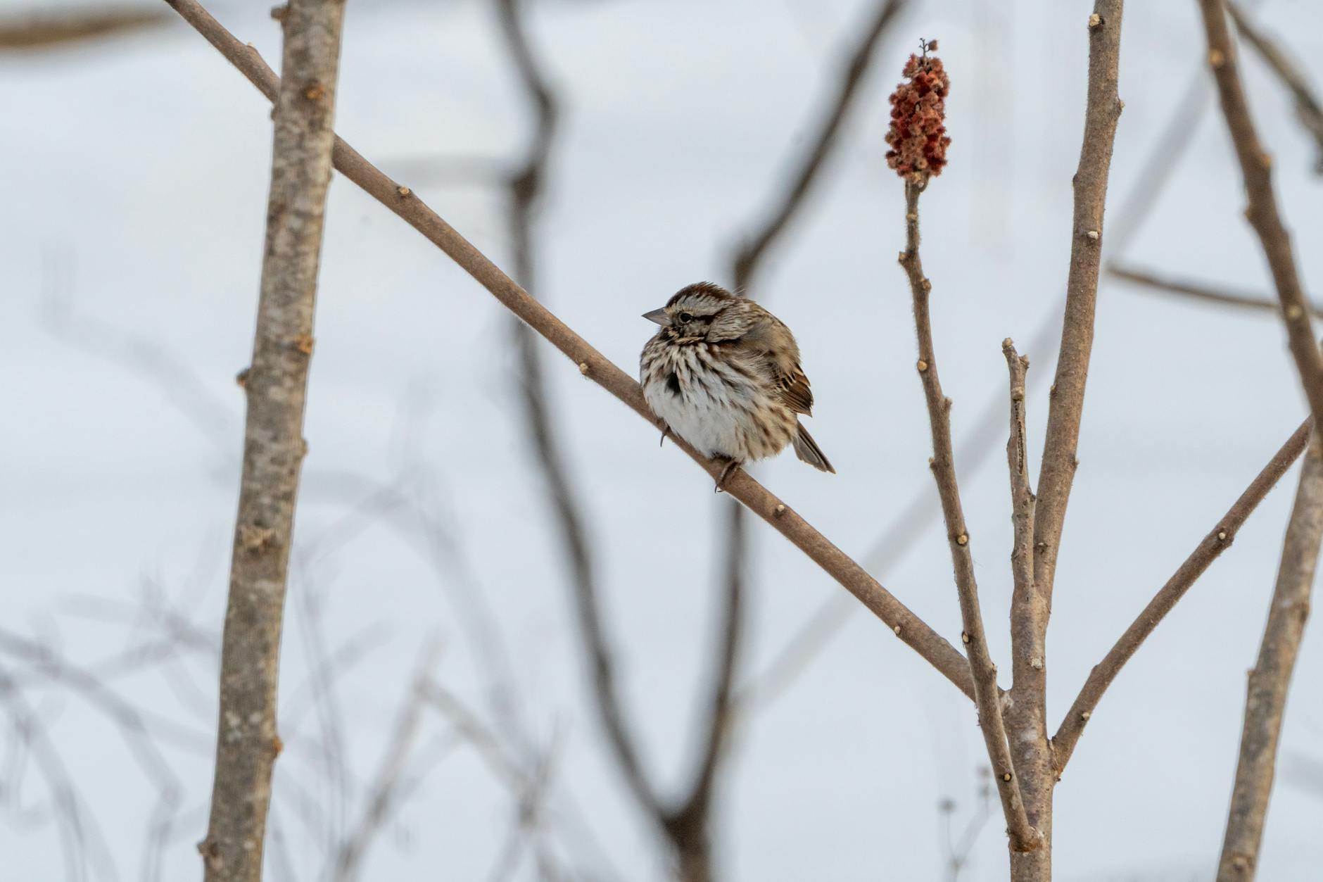 Song Sparrow Bird