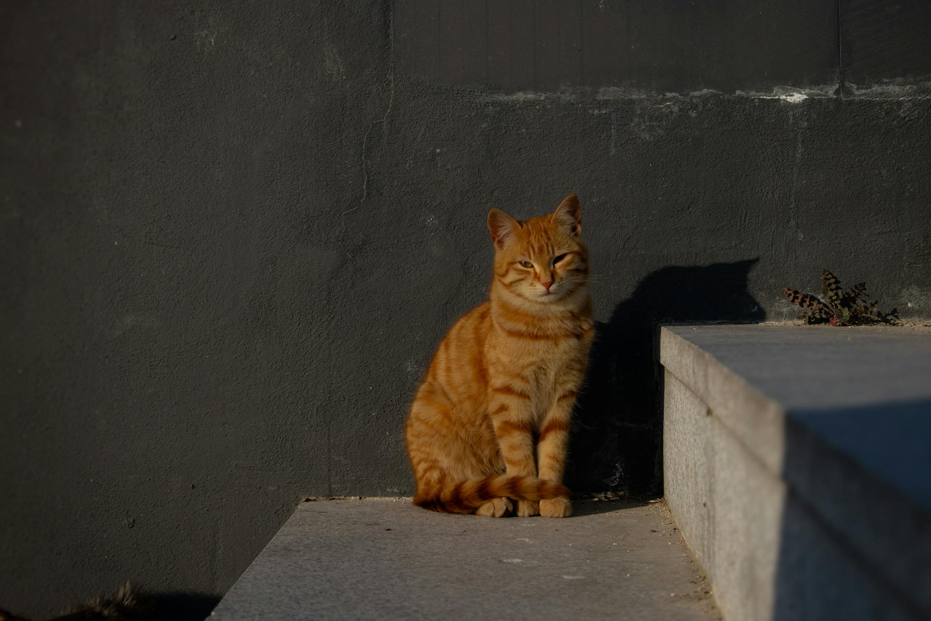 Midnight Zoomies Cat