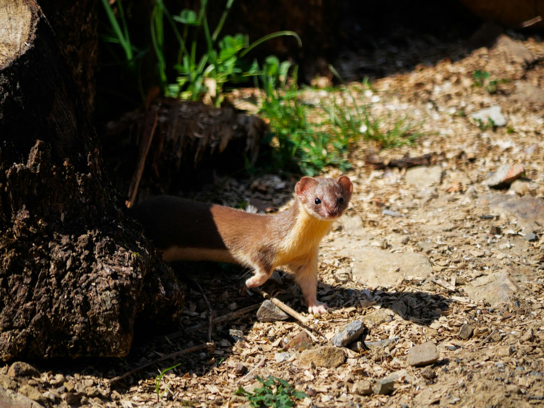 Weasel Animal