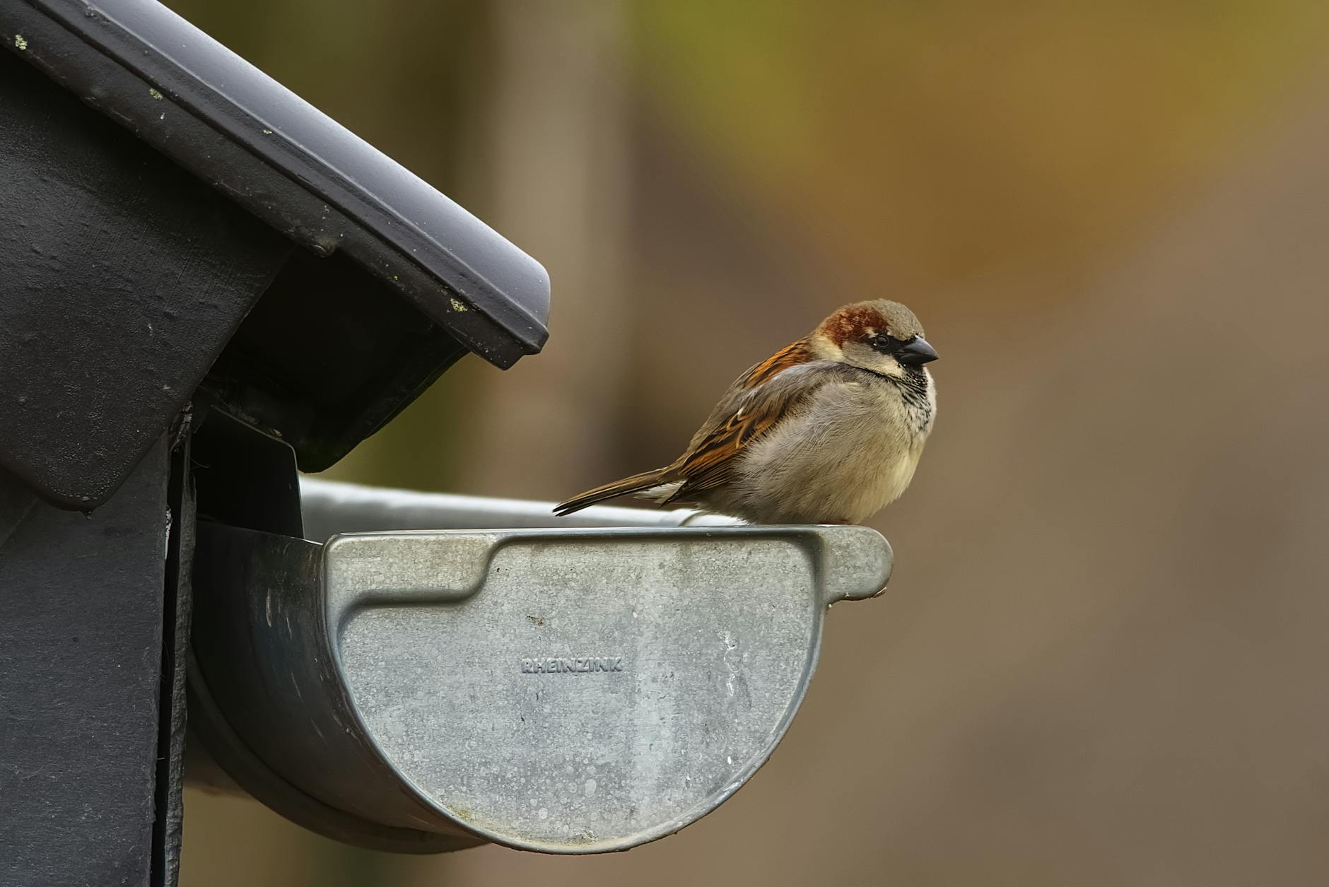 Overflowing Gutter Detail