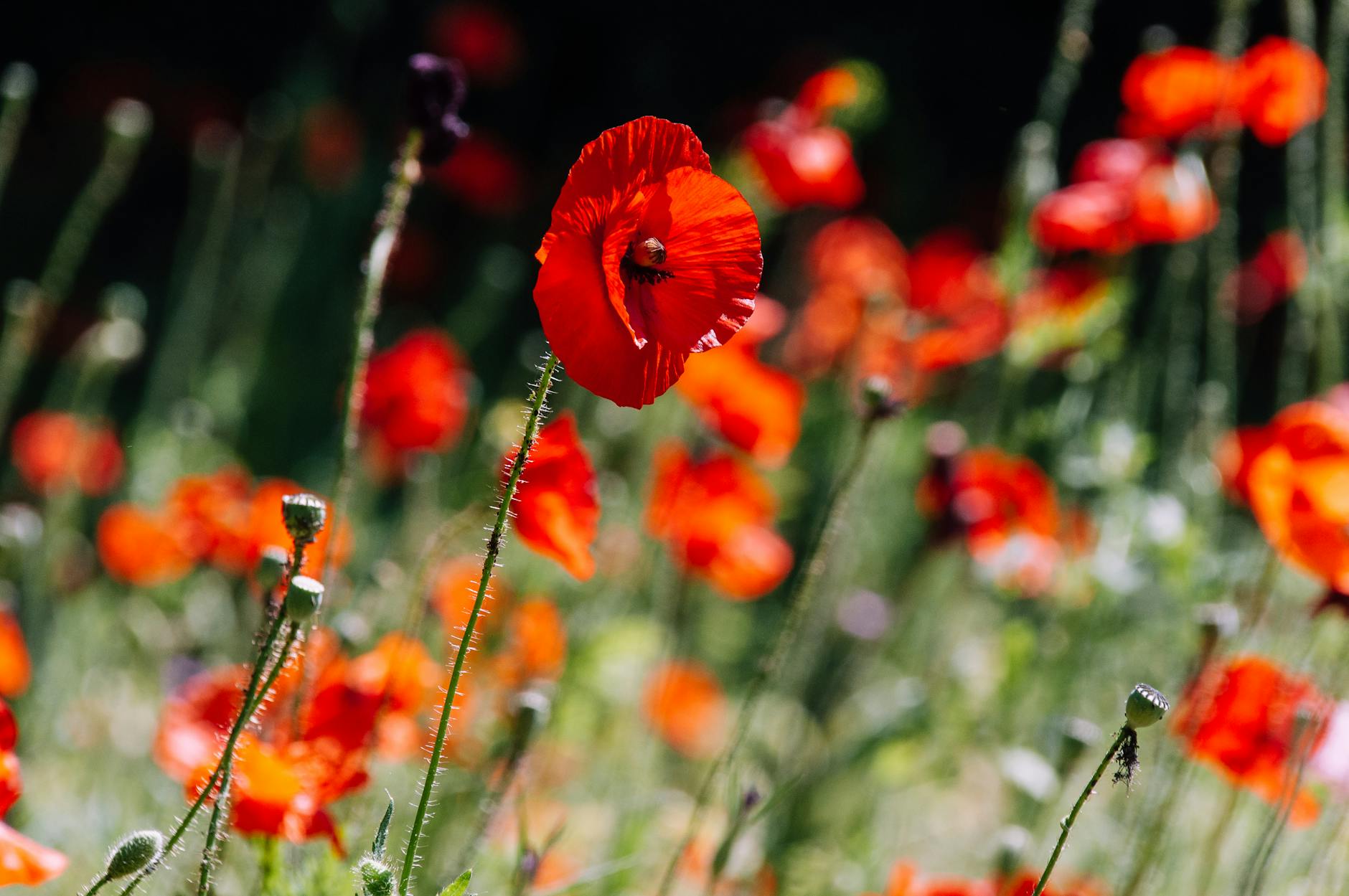 Wildflower Meadow Conservation