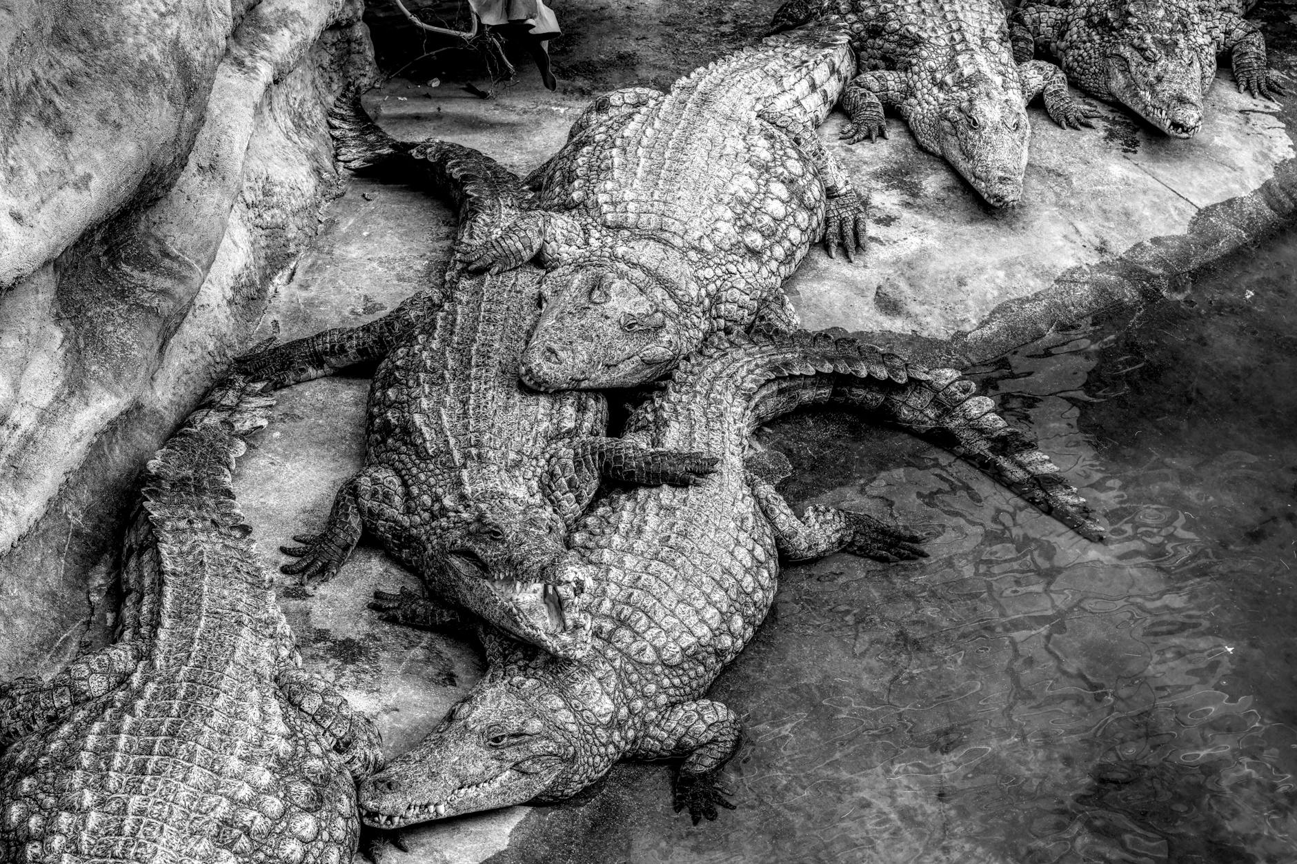 Nile Crocodile Animal