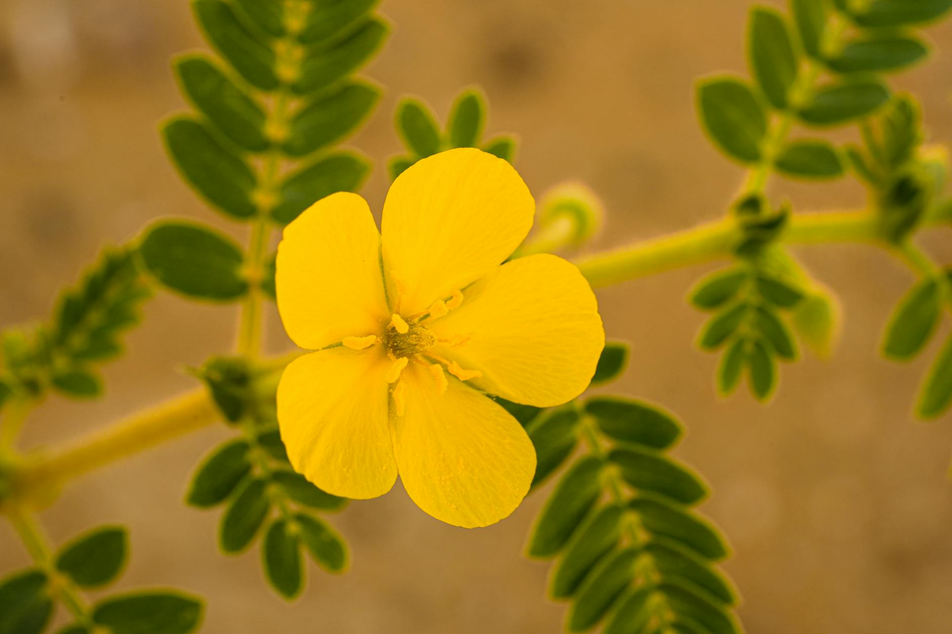 Tribulus terrestris