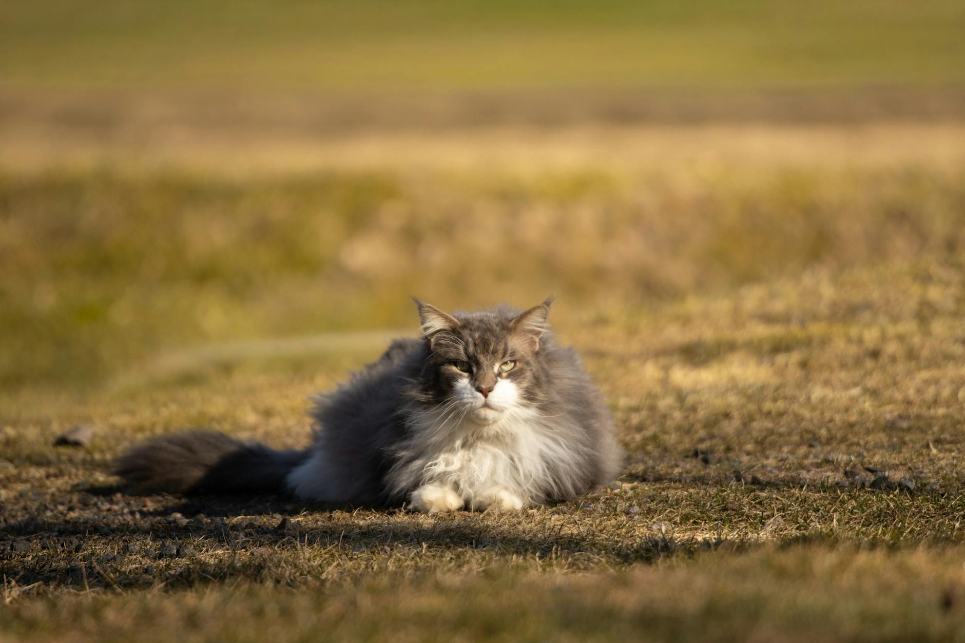 Norwegian Forest cat