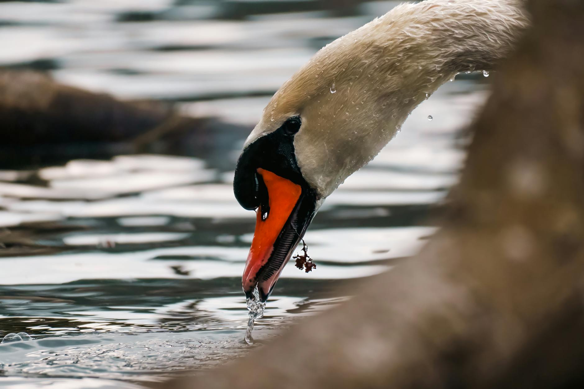 Mute Swan Animal