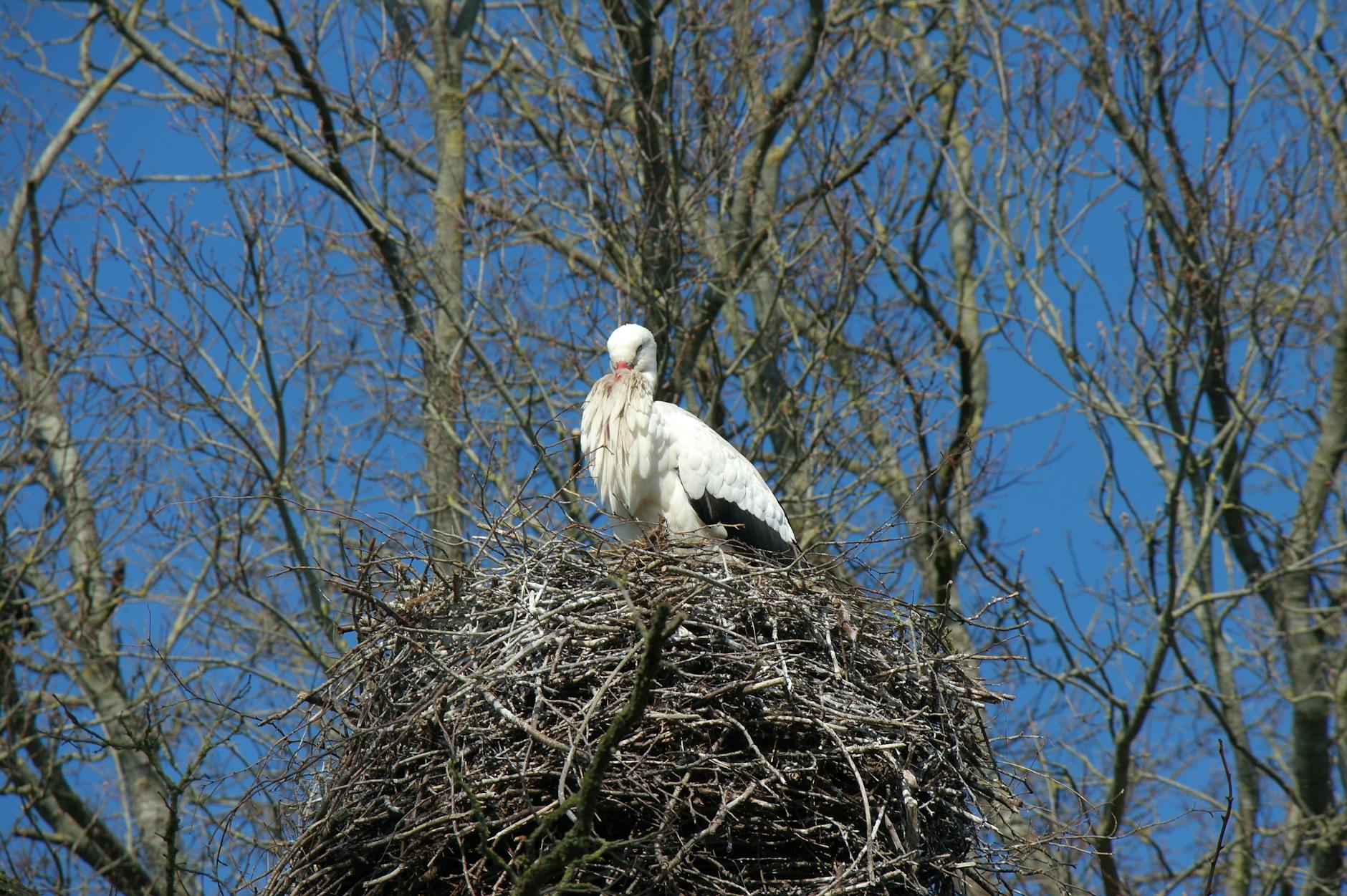 Nesting Sites National Park