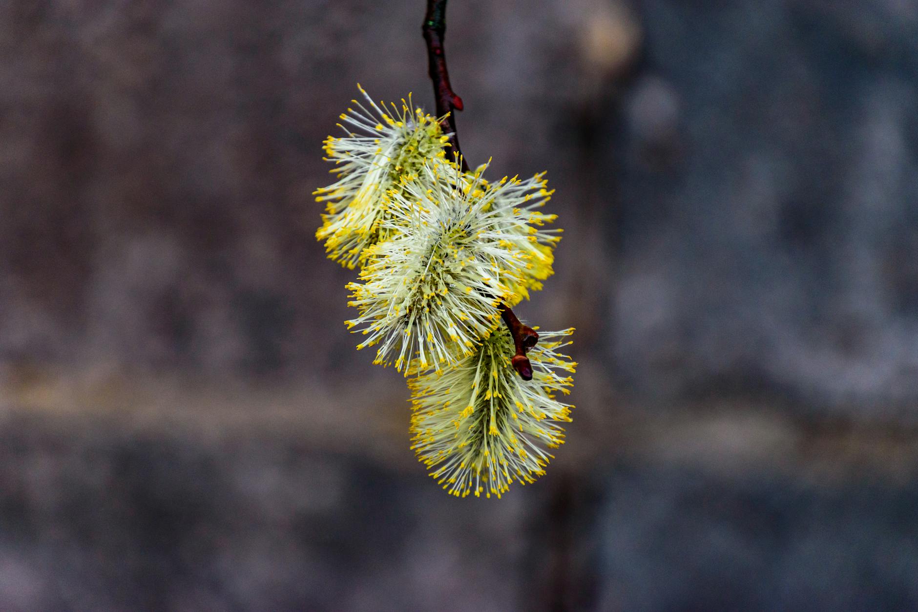 Willow Domes Garden+plants