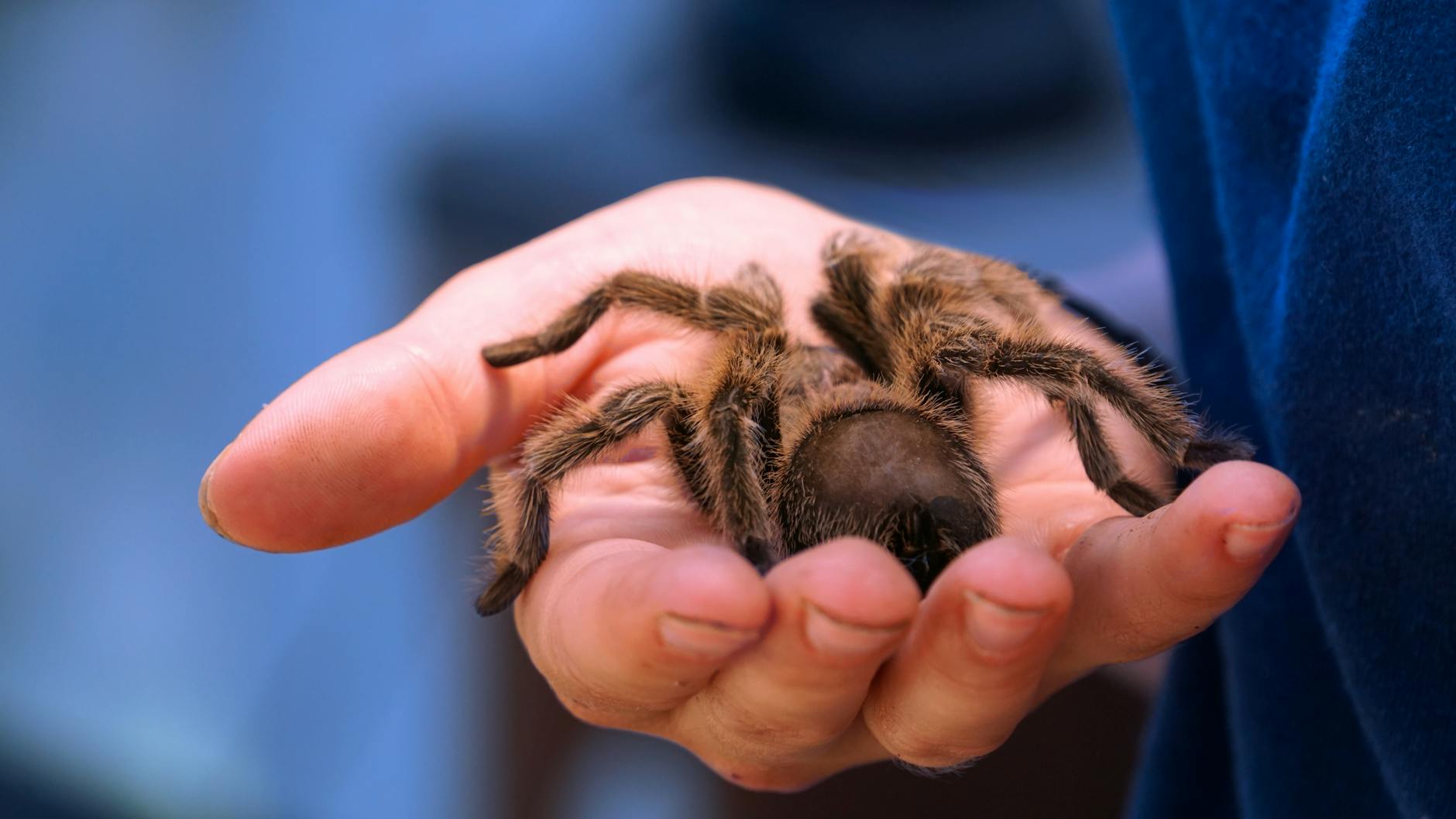 Tarantula Animal