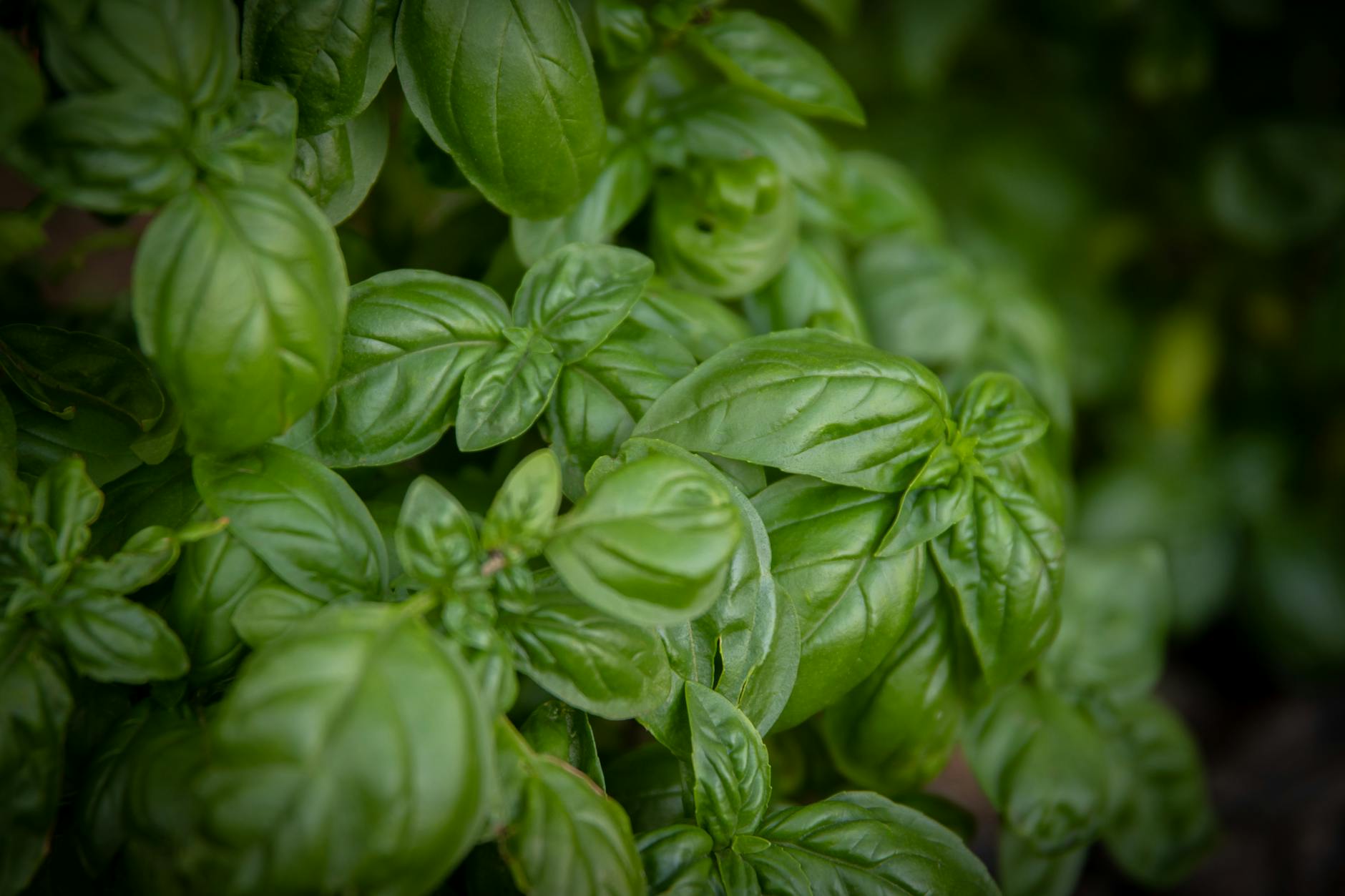 Basil Vegetable