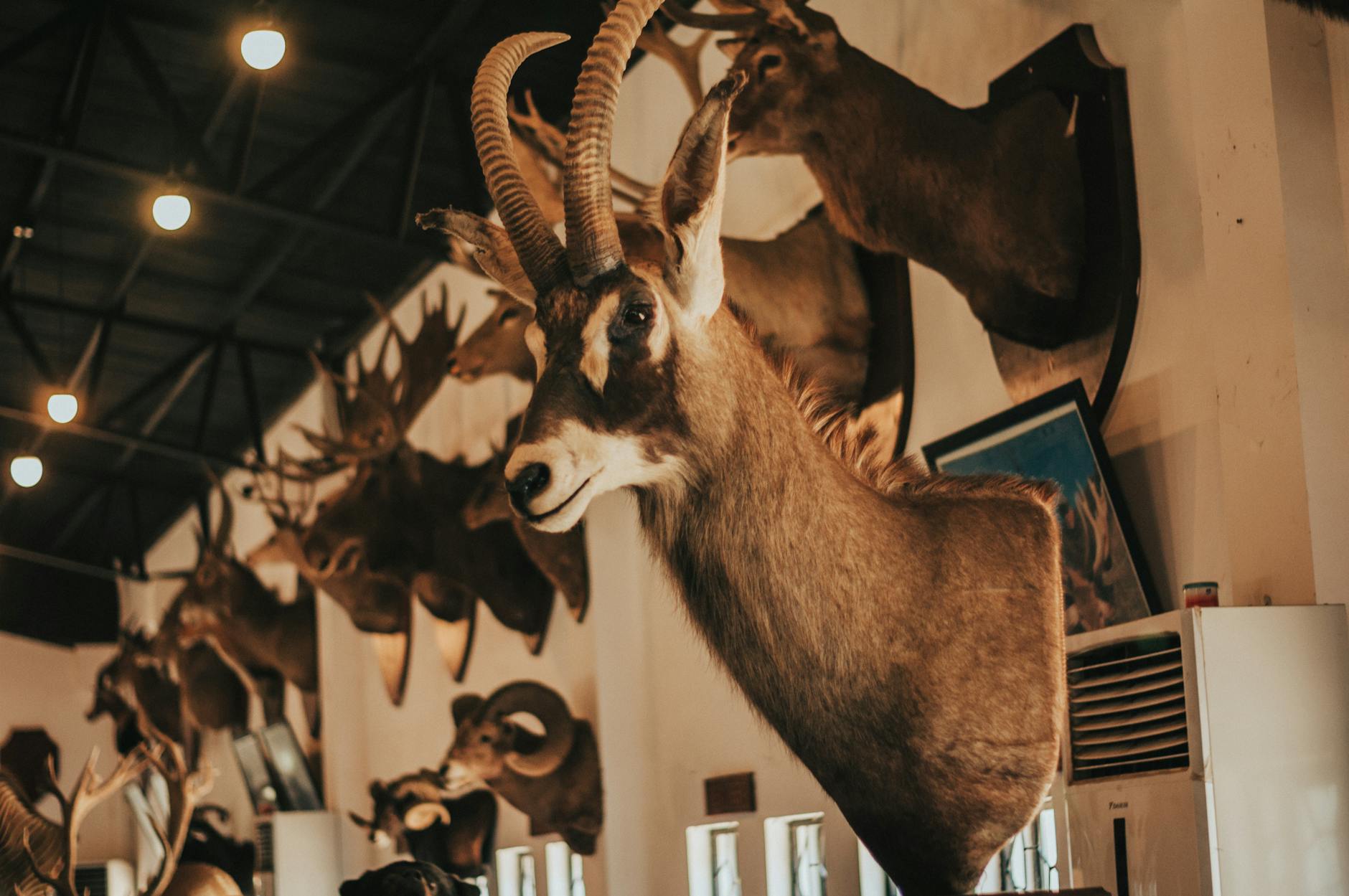 Taxidermy Displays