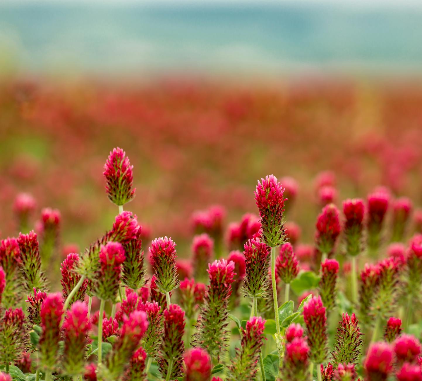 Red Clover Food
