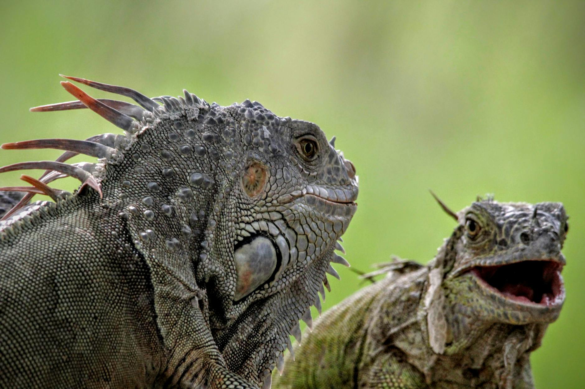 Iguana Animal