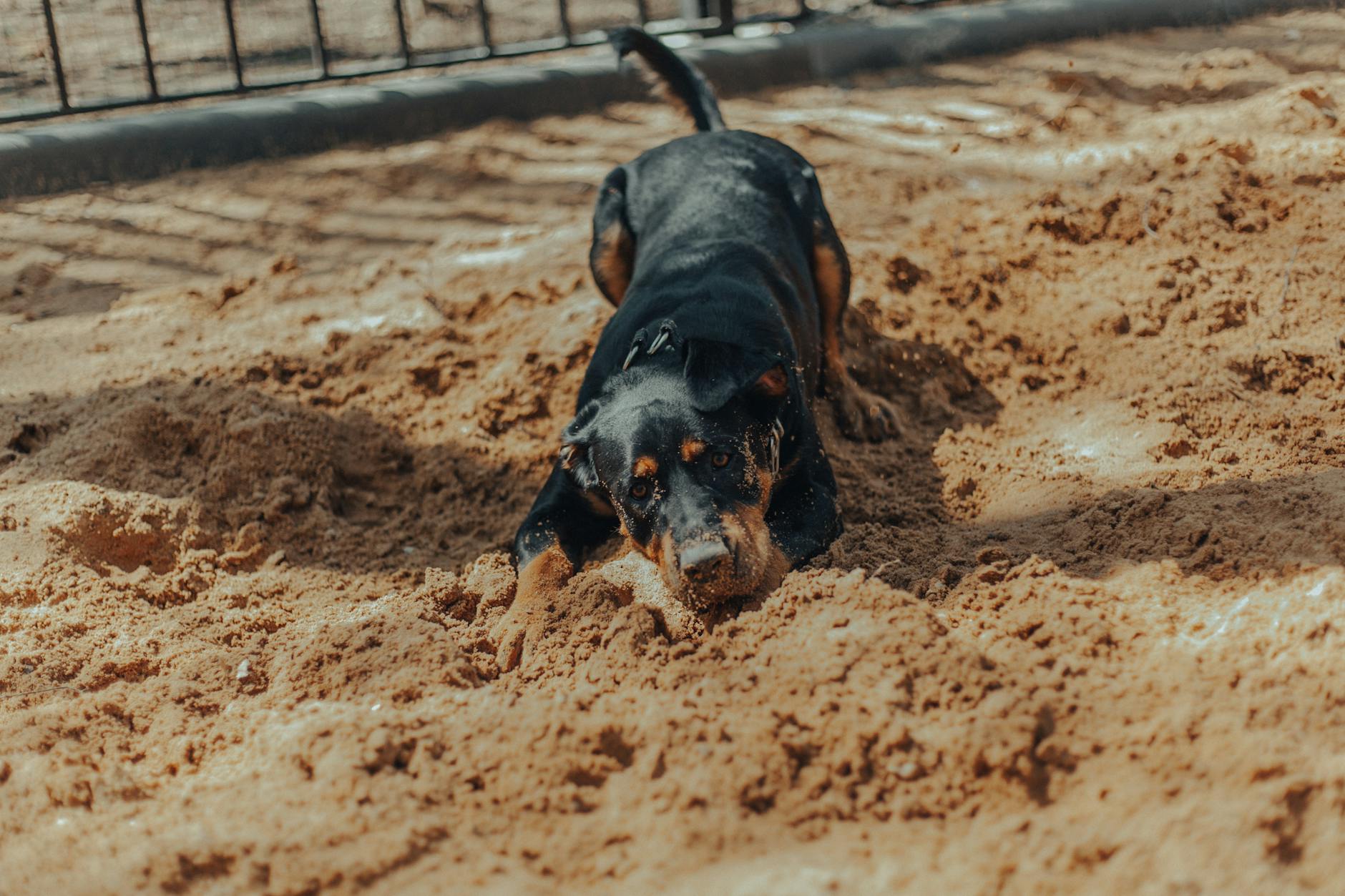 Digging dog
