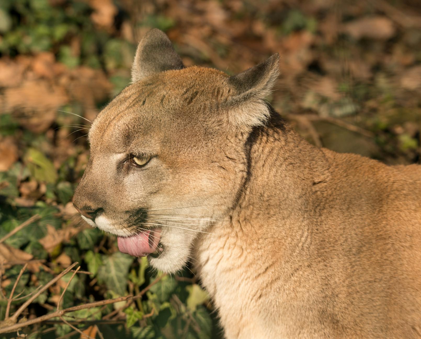 Cougar Predator