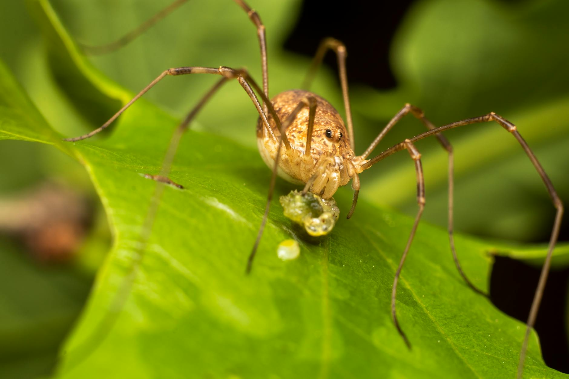 Harvestman Animal