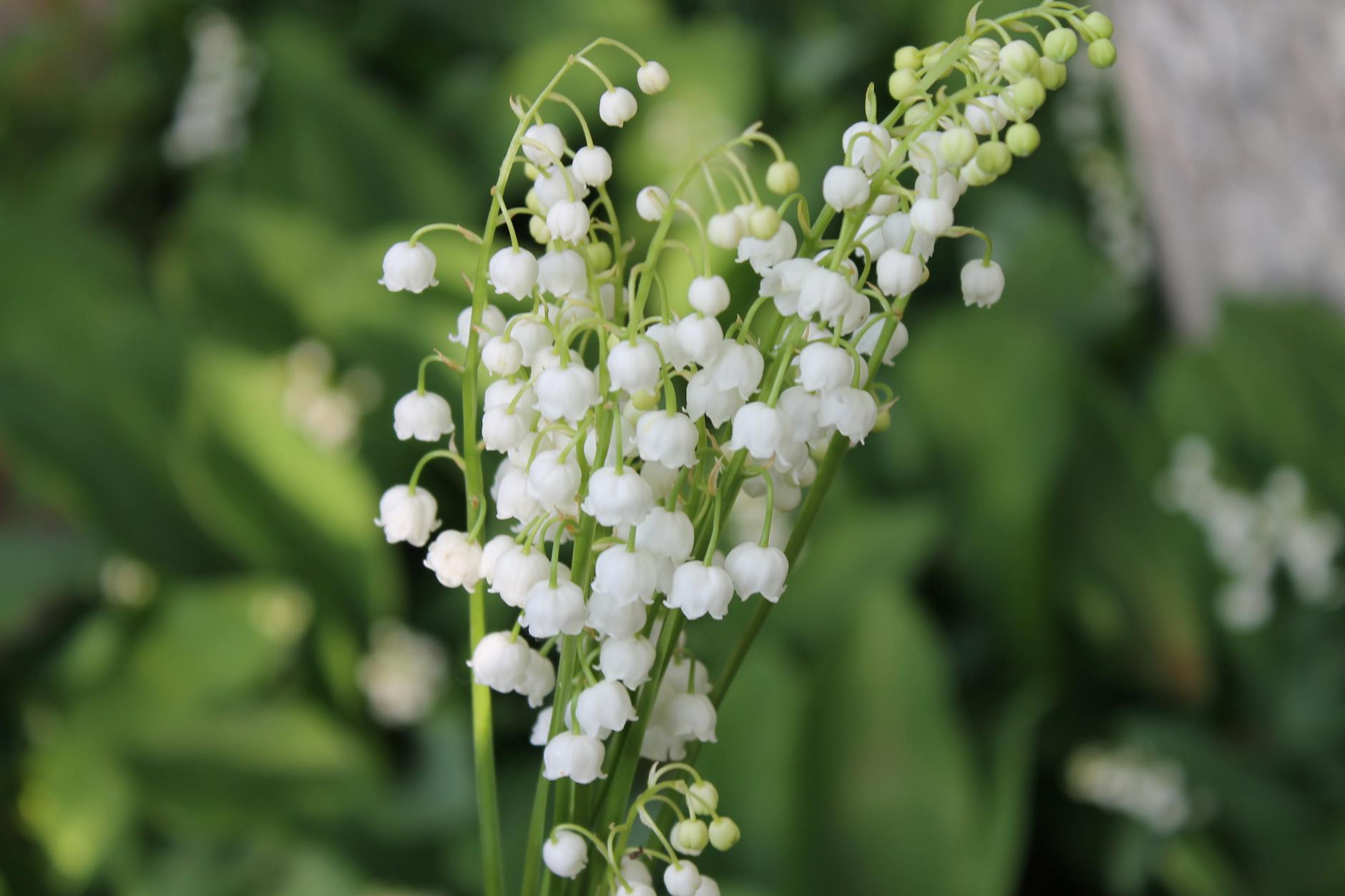 Lily Of The Valley Plant
