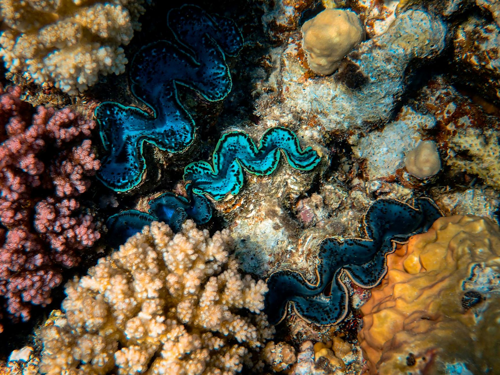 Giant Clam
