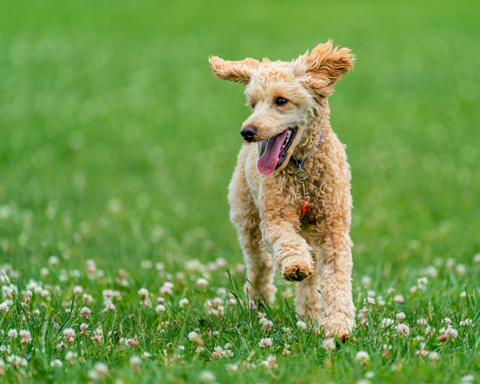 Dog running