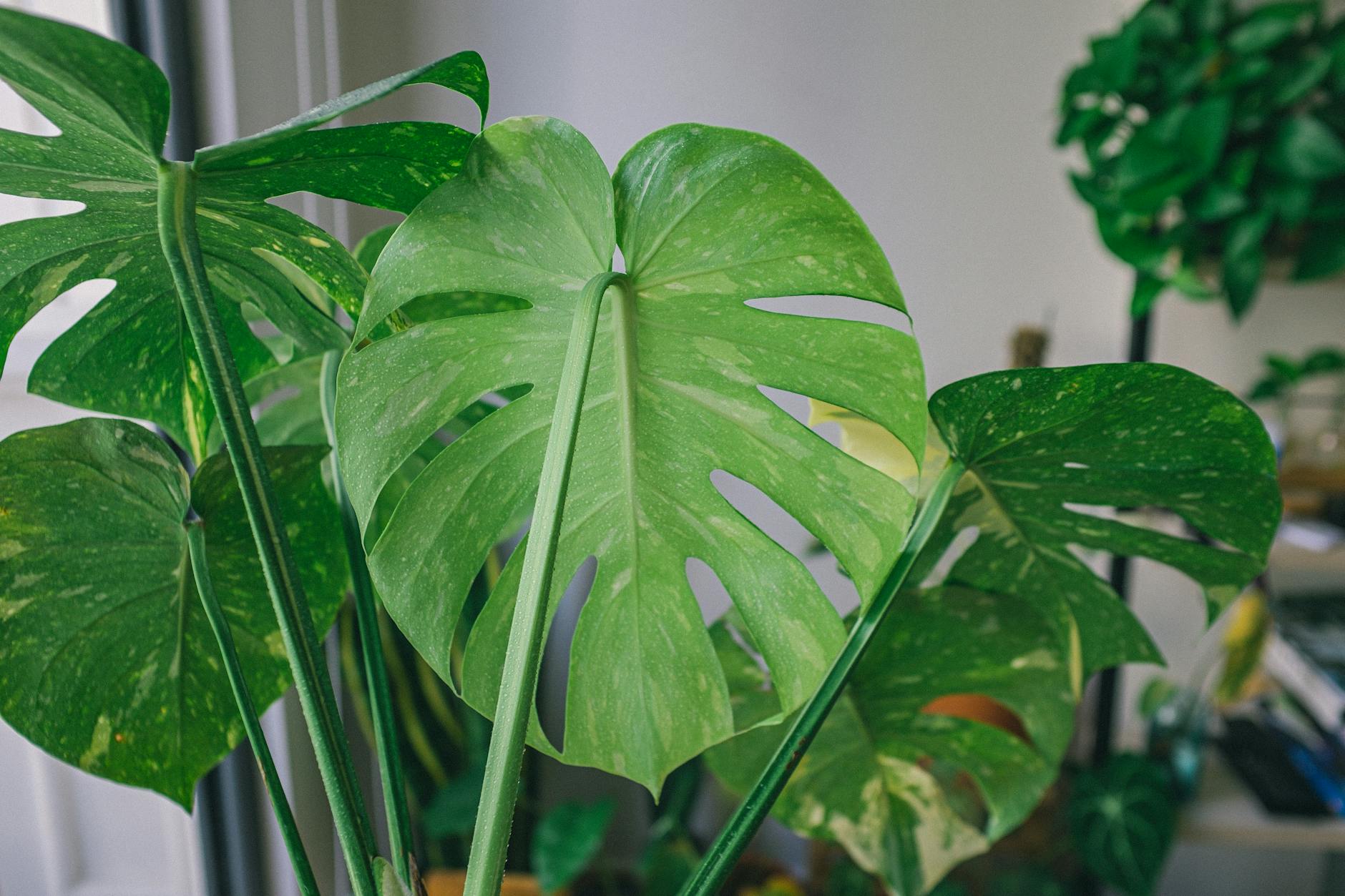 Large-leafed Indoor Plants