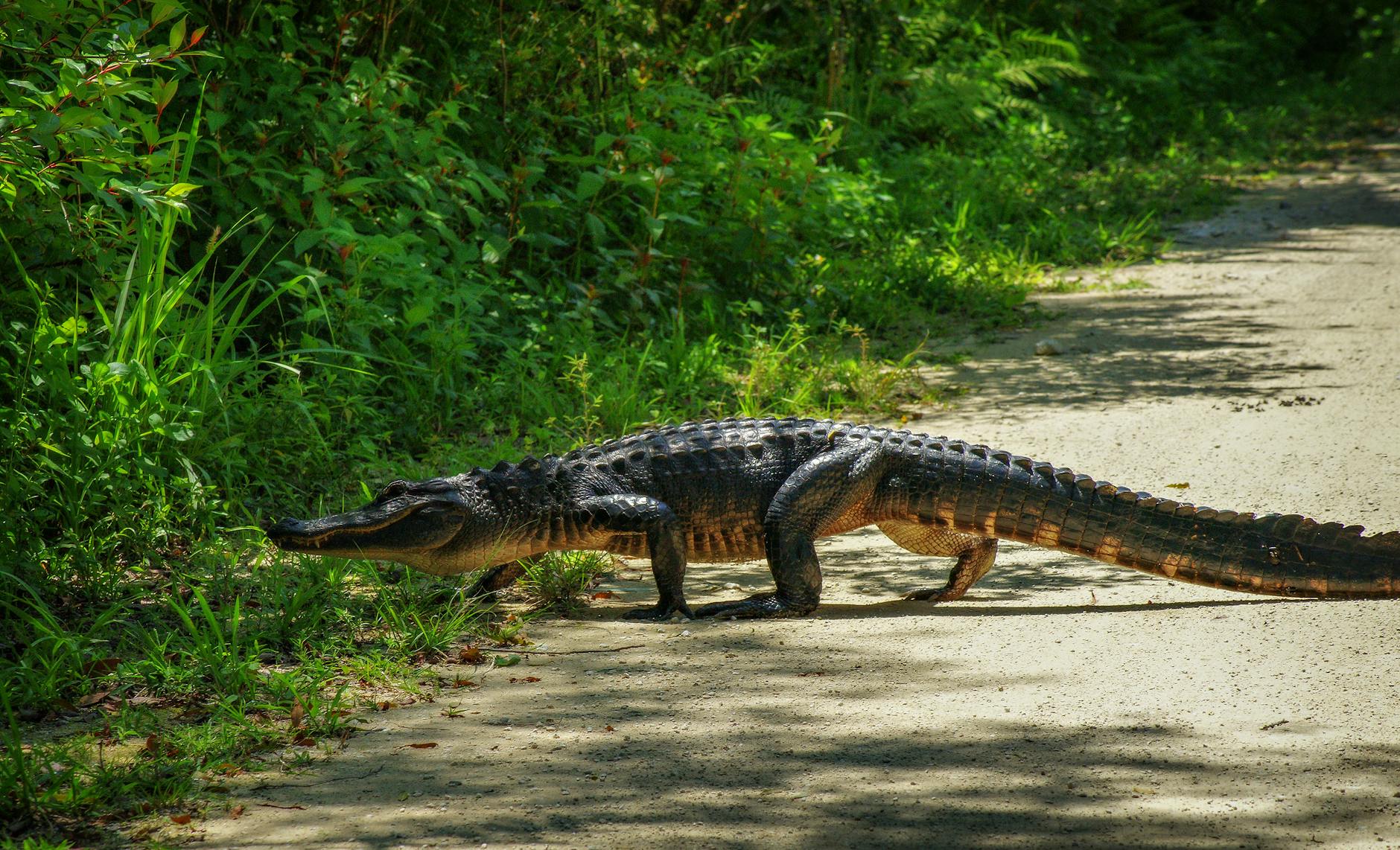 Alligator Animal