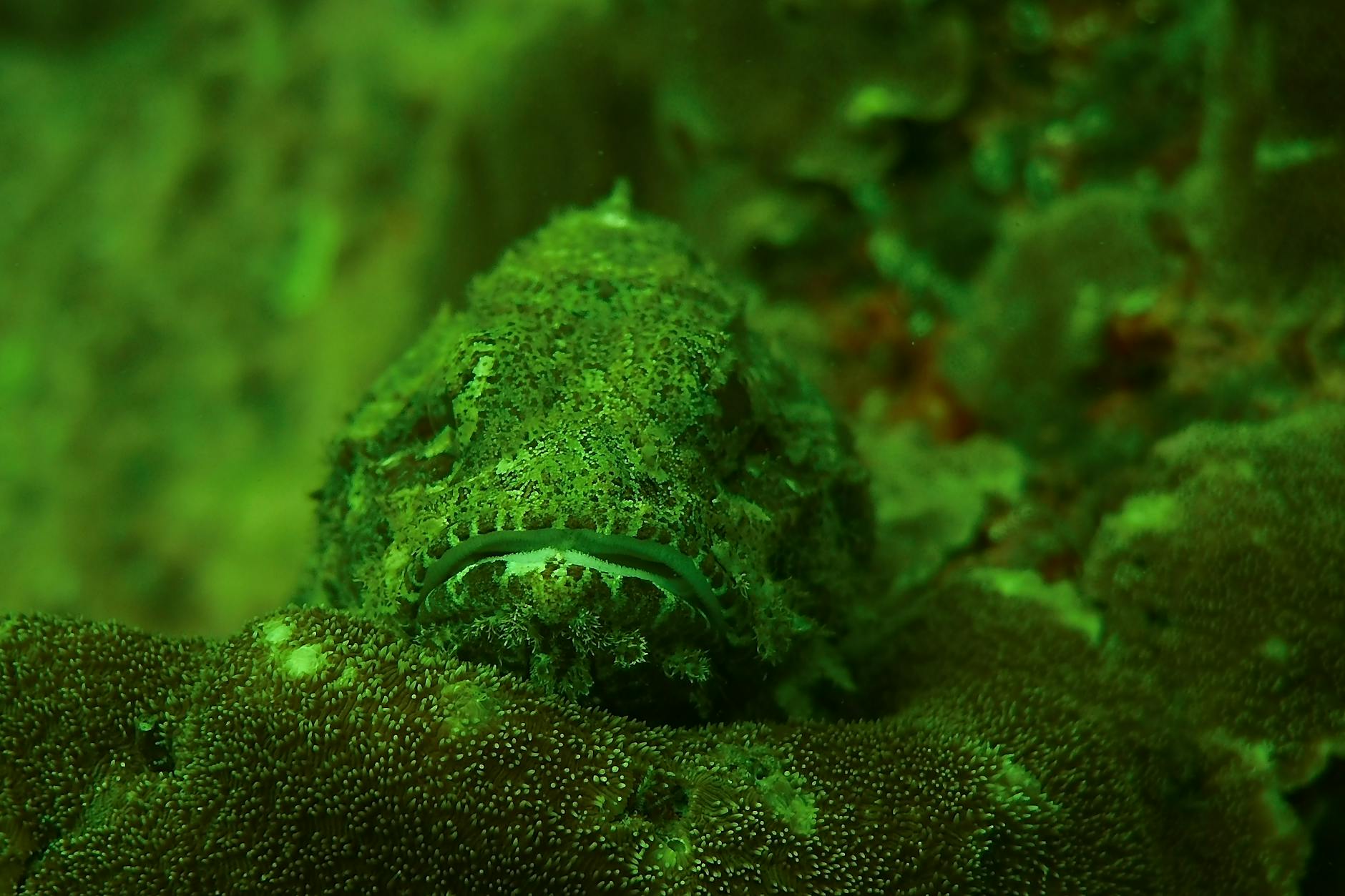 Stonefish Animal