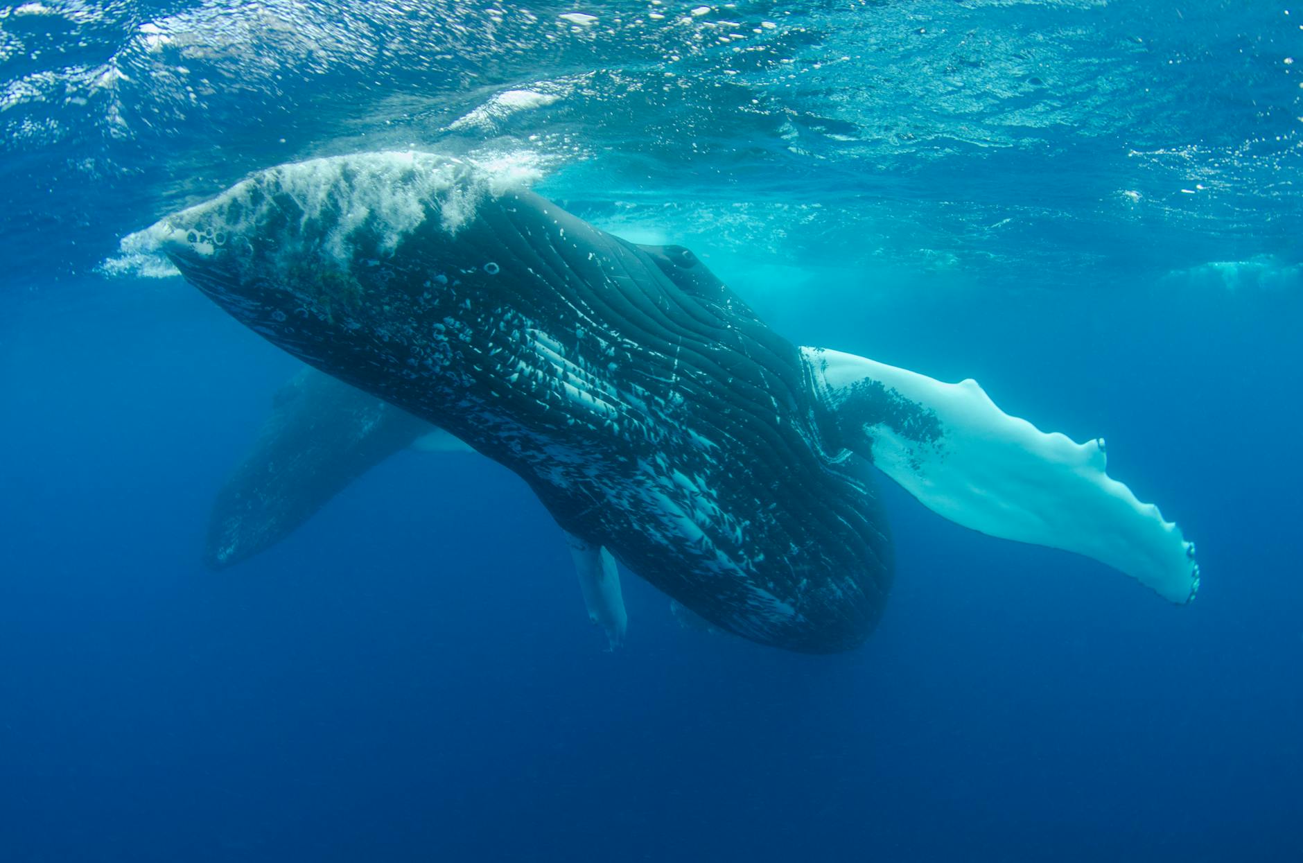 Humpback Whales