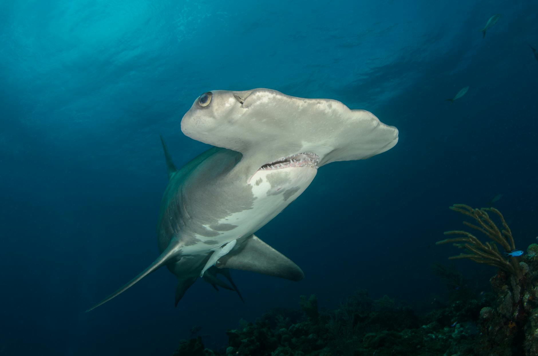Hammerhead Shark Animal