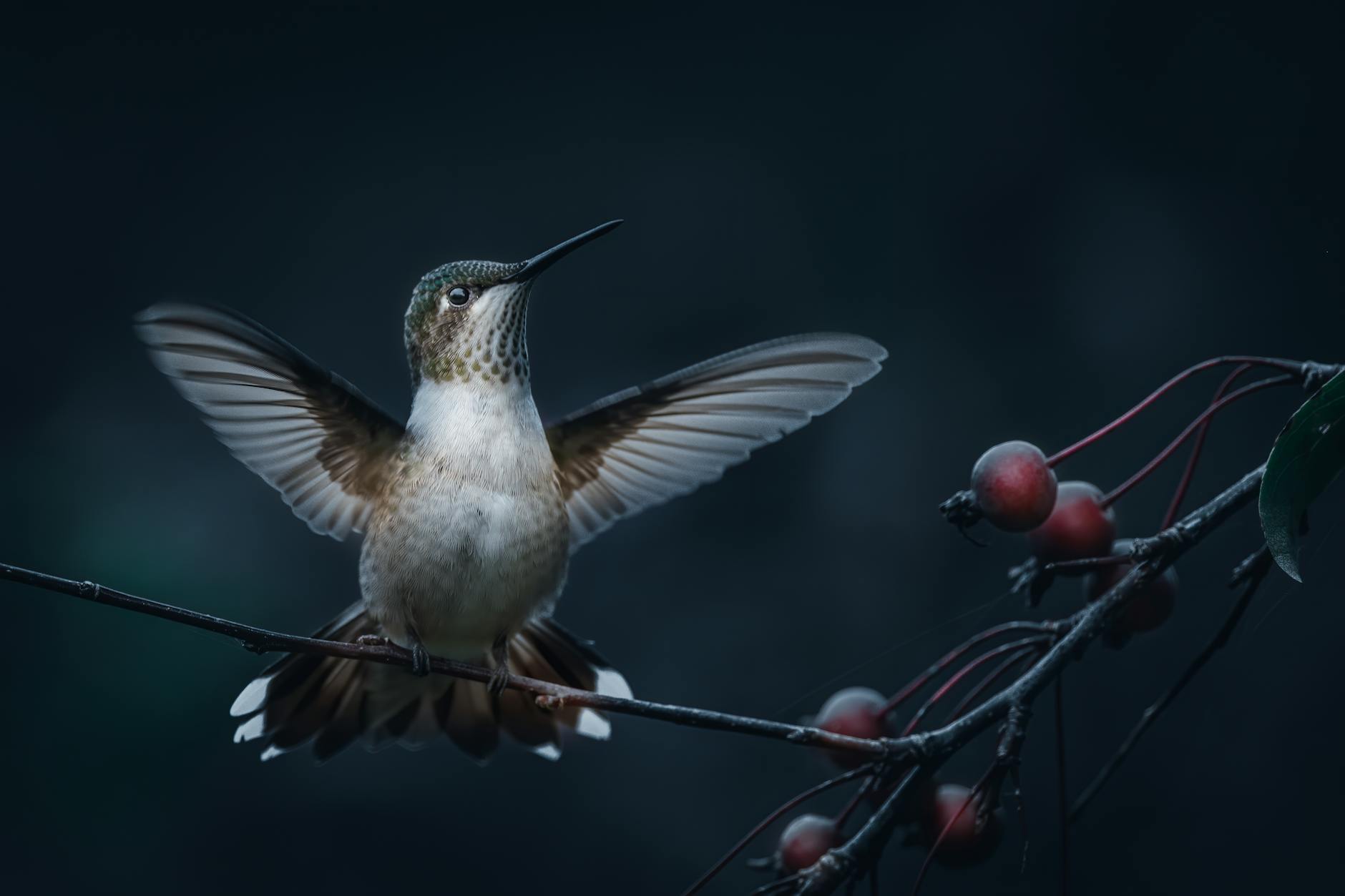 Rufous Hummingbird Bird