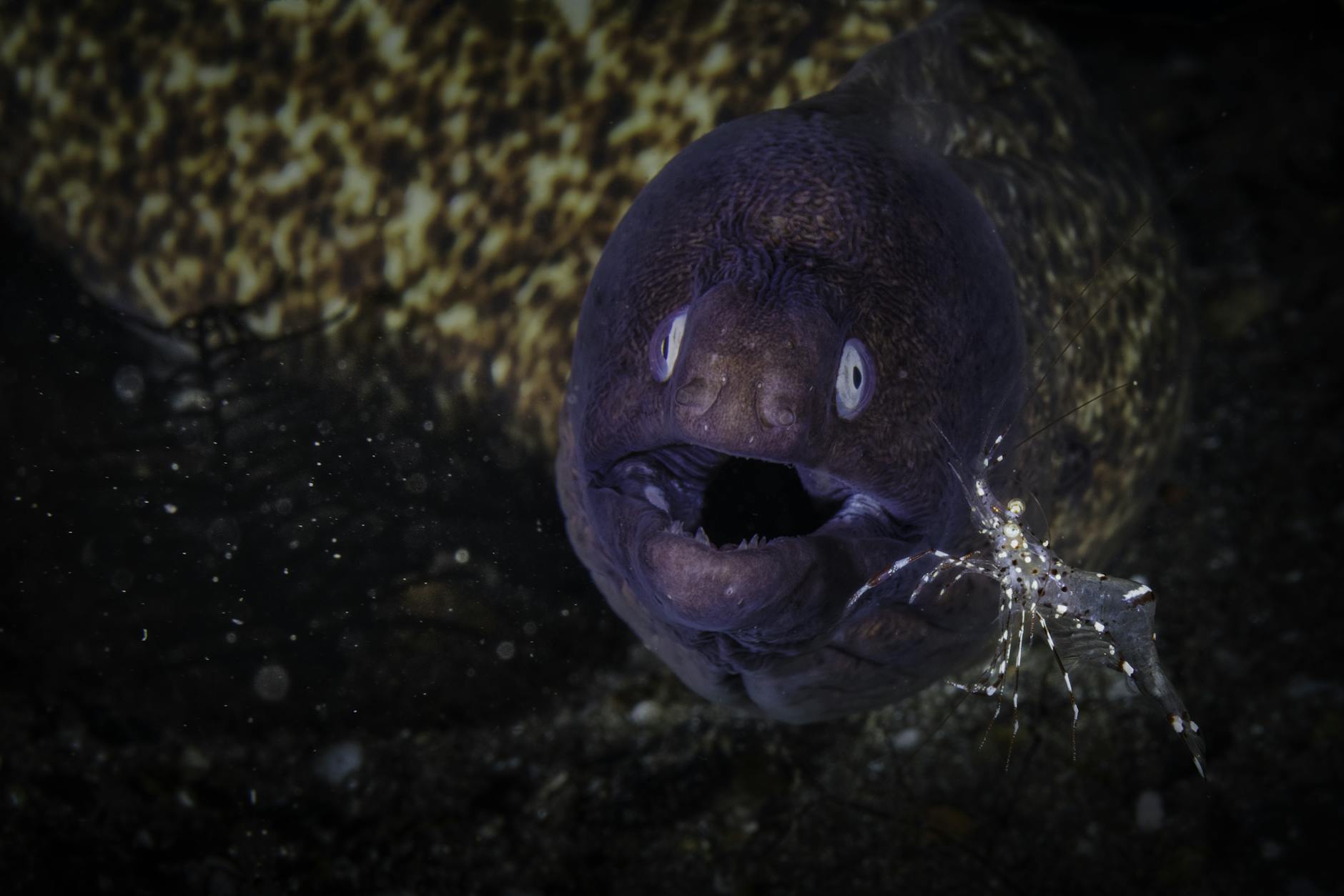 Moray Eel Predator