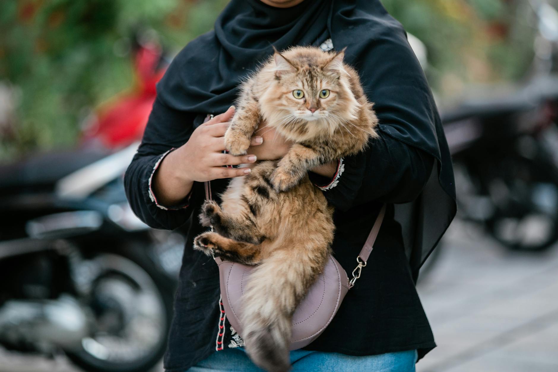 Holding Cat