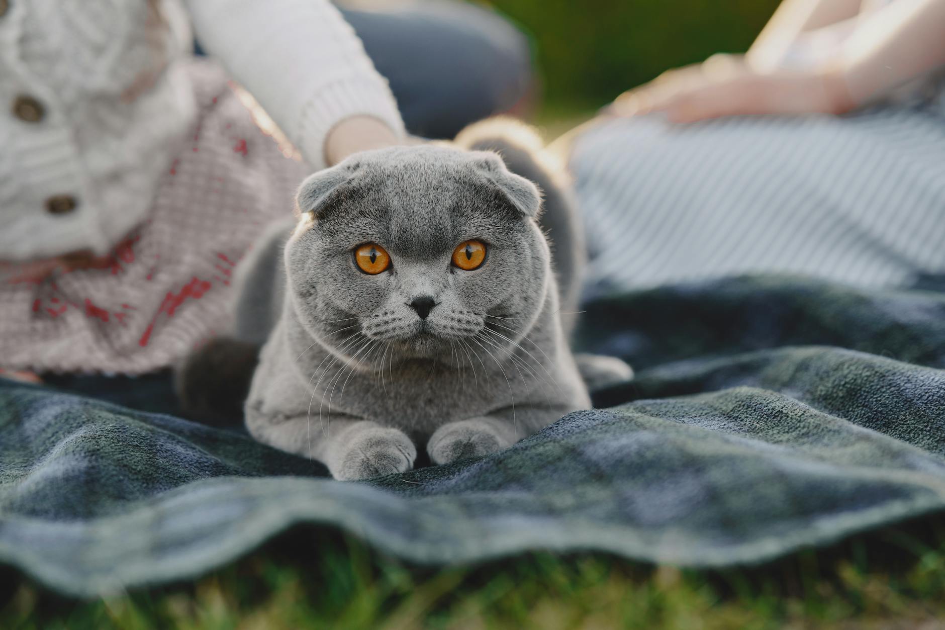 Scottish Fold 