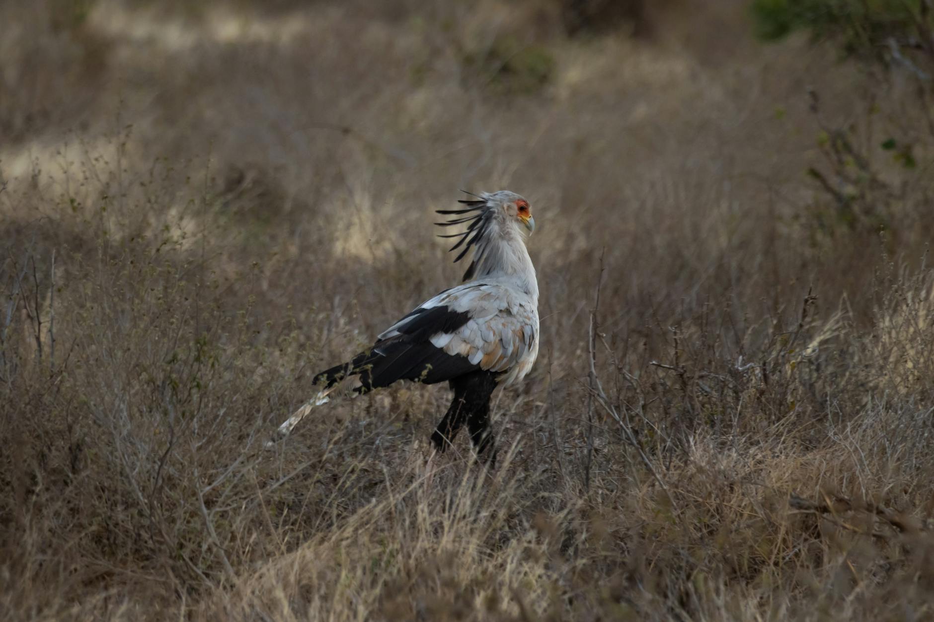 Secretary Bird Predator