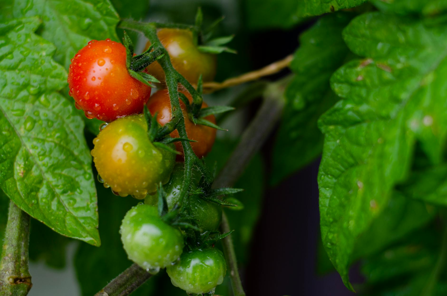 Tomato Leaves