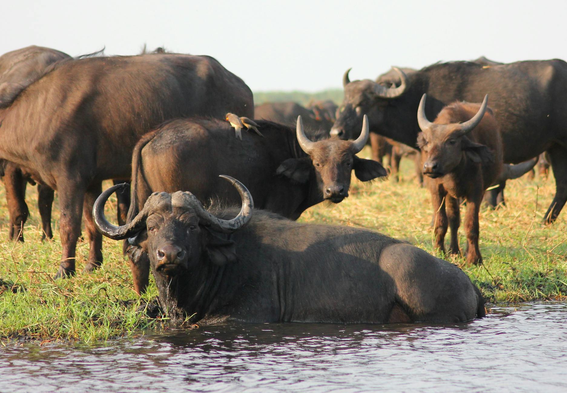 Cape Buffalo
